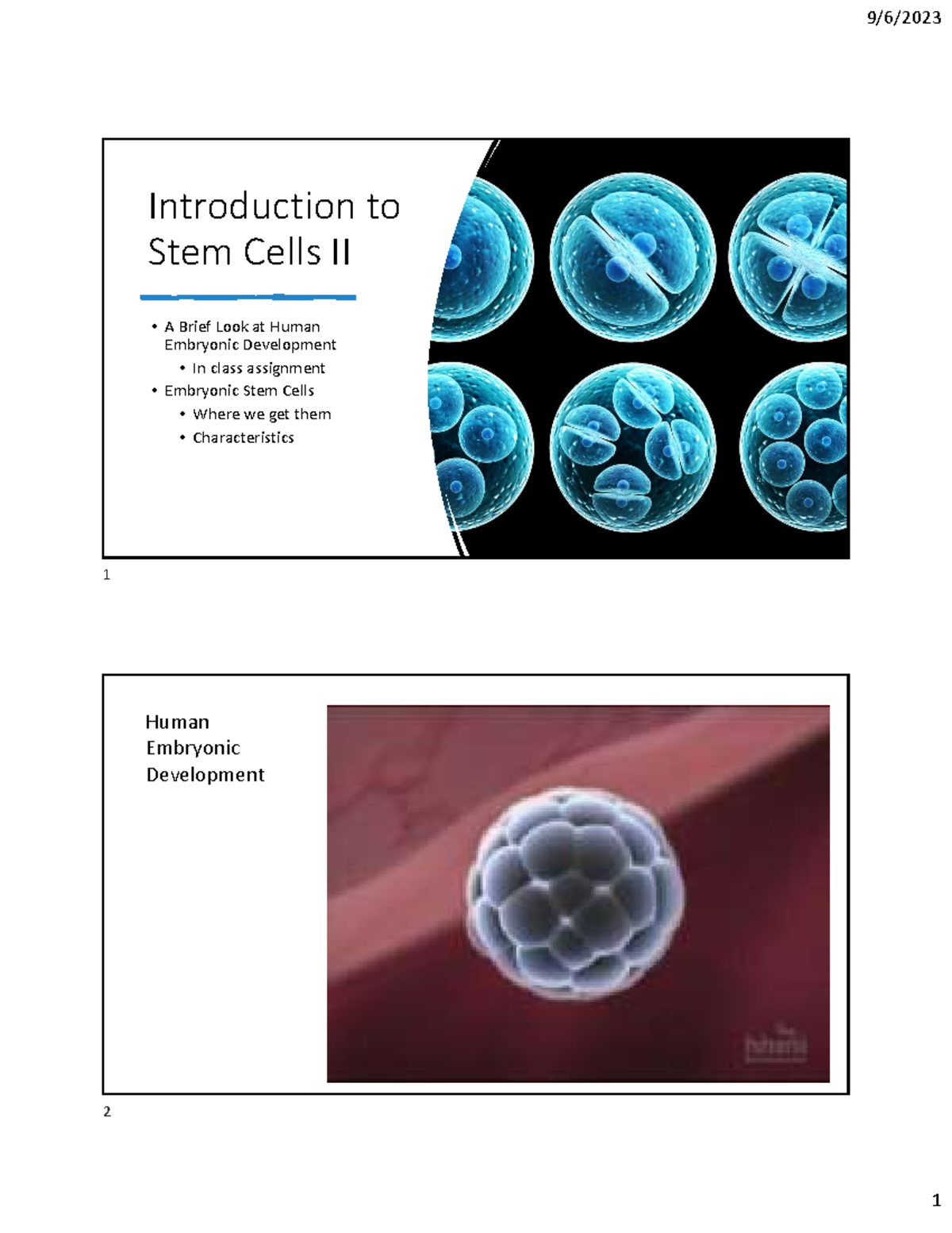 Human Embryonic Development & Stem Cells II: In-Class Assignment - Studocu