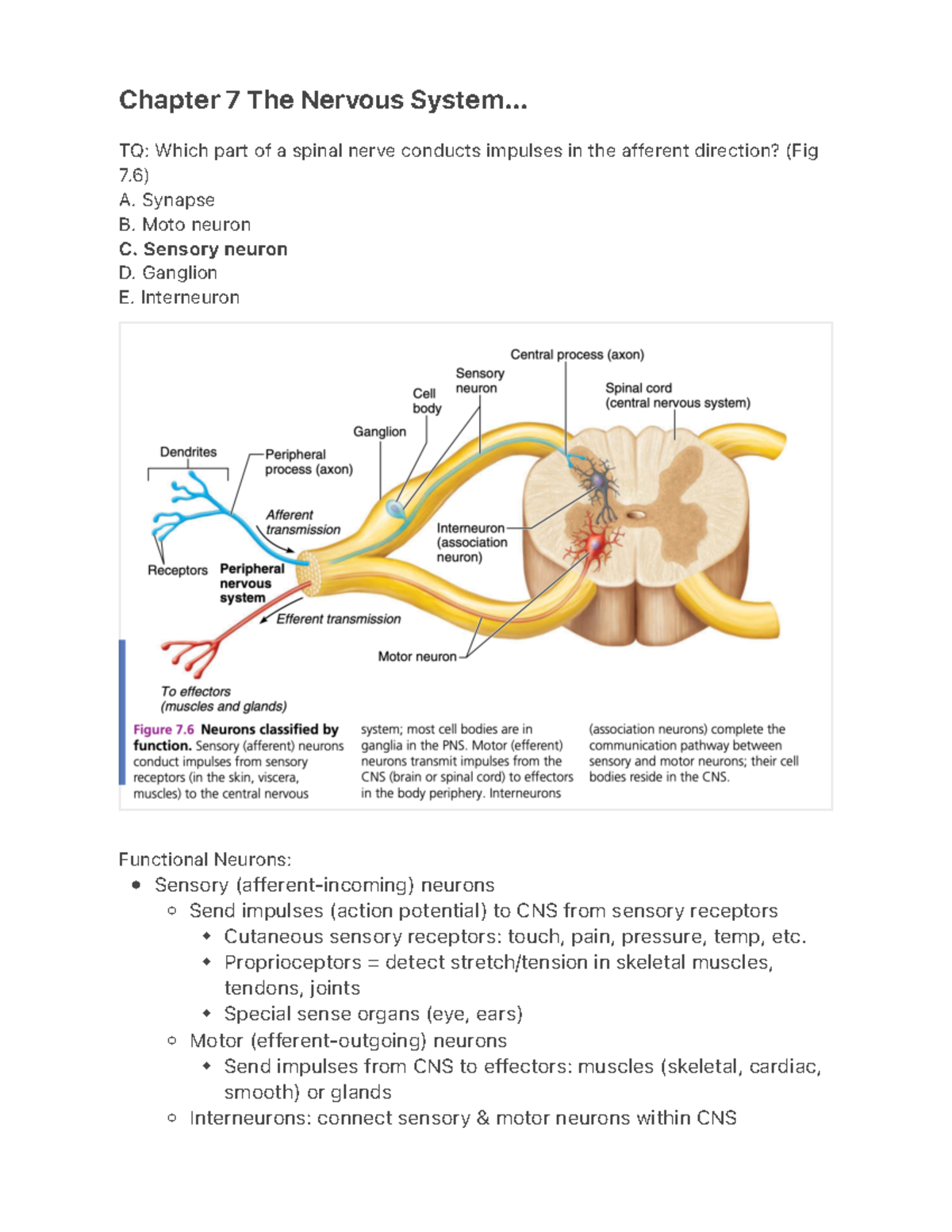 Bio250 Chapter 7: Overview of the Nervous System Functions - Studocu