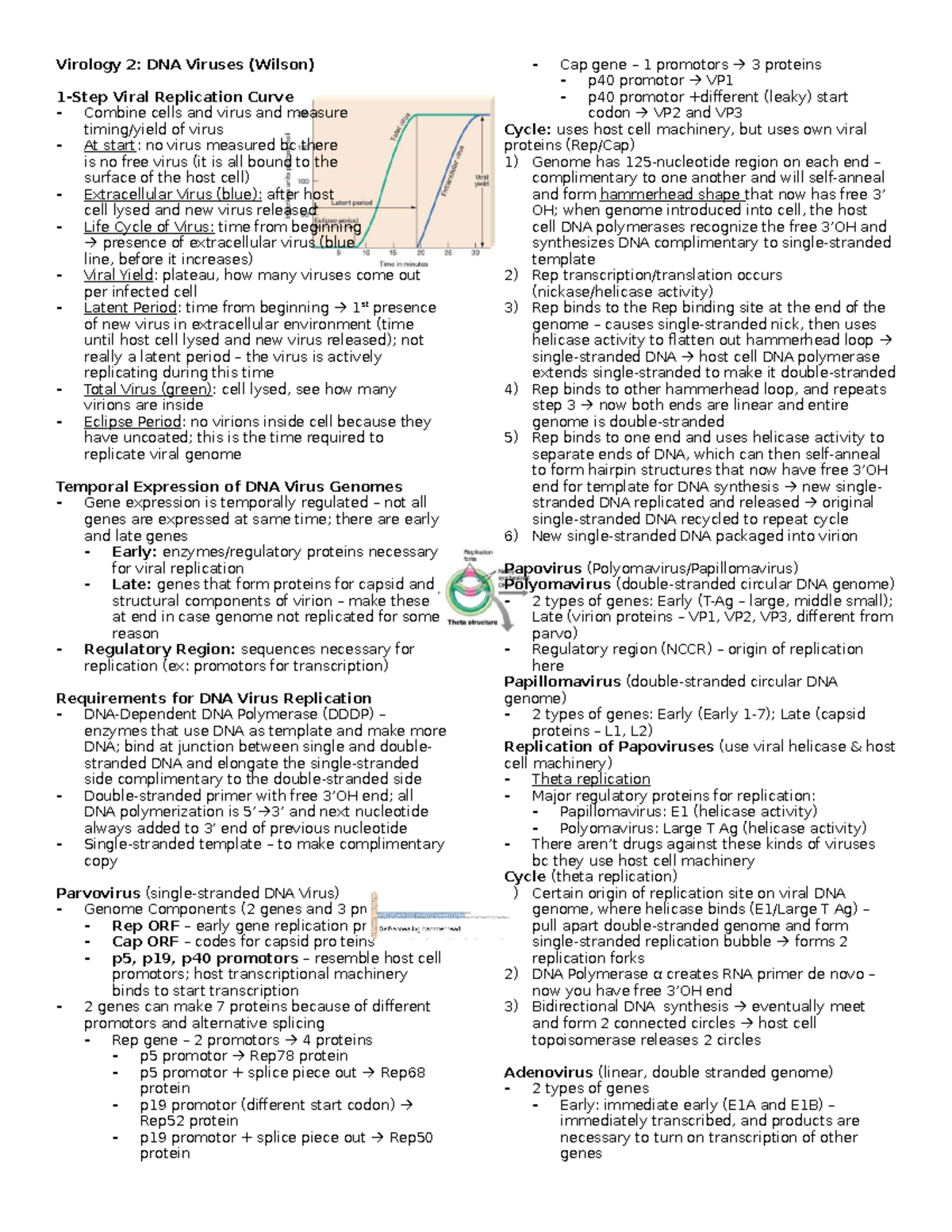 Virology 2 - DNA Viruses Summary and Key Concepts (Wilson) - Studocu