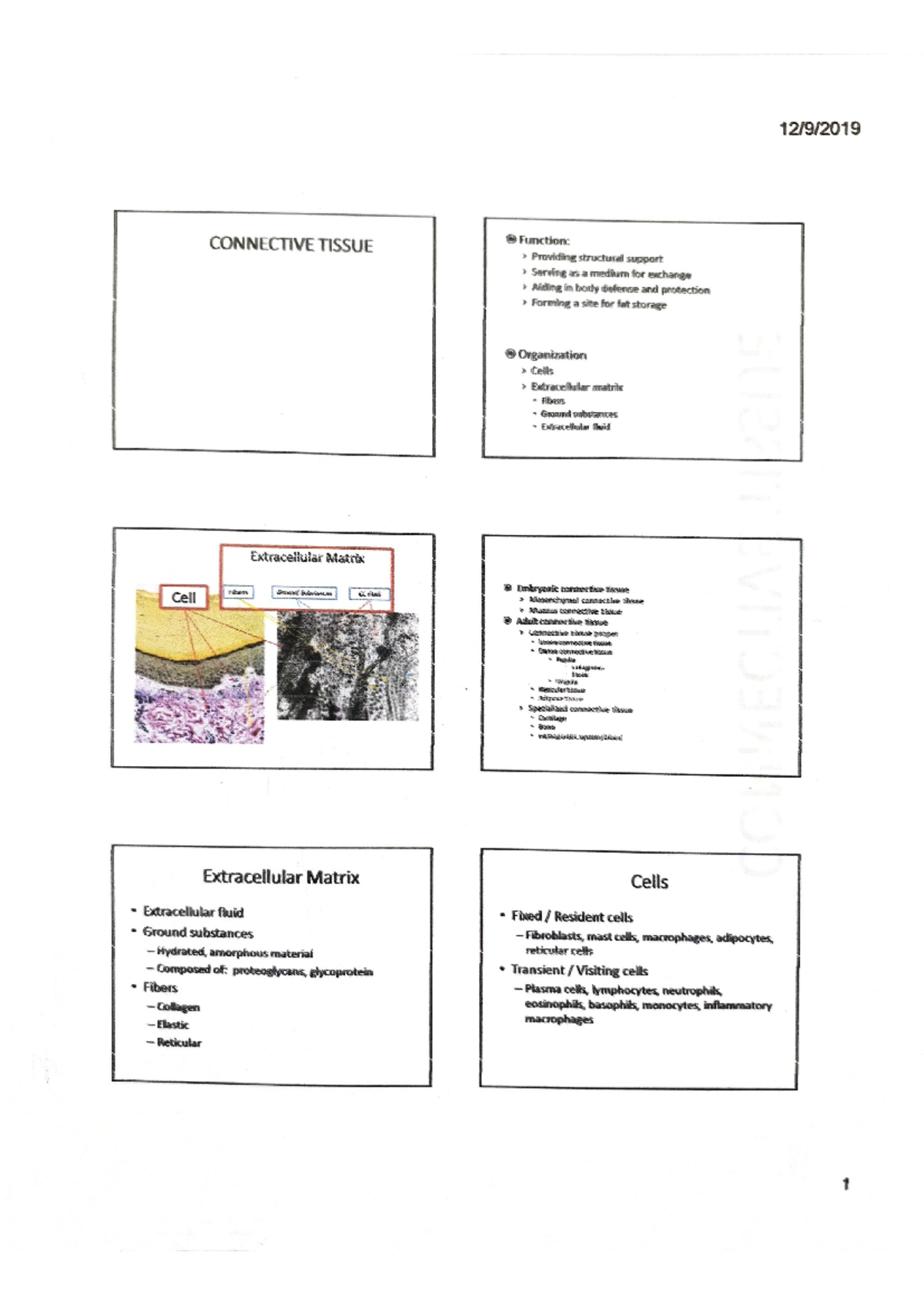 Connective Tissue Overview: Types, Functions, and Structures - Studocu