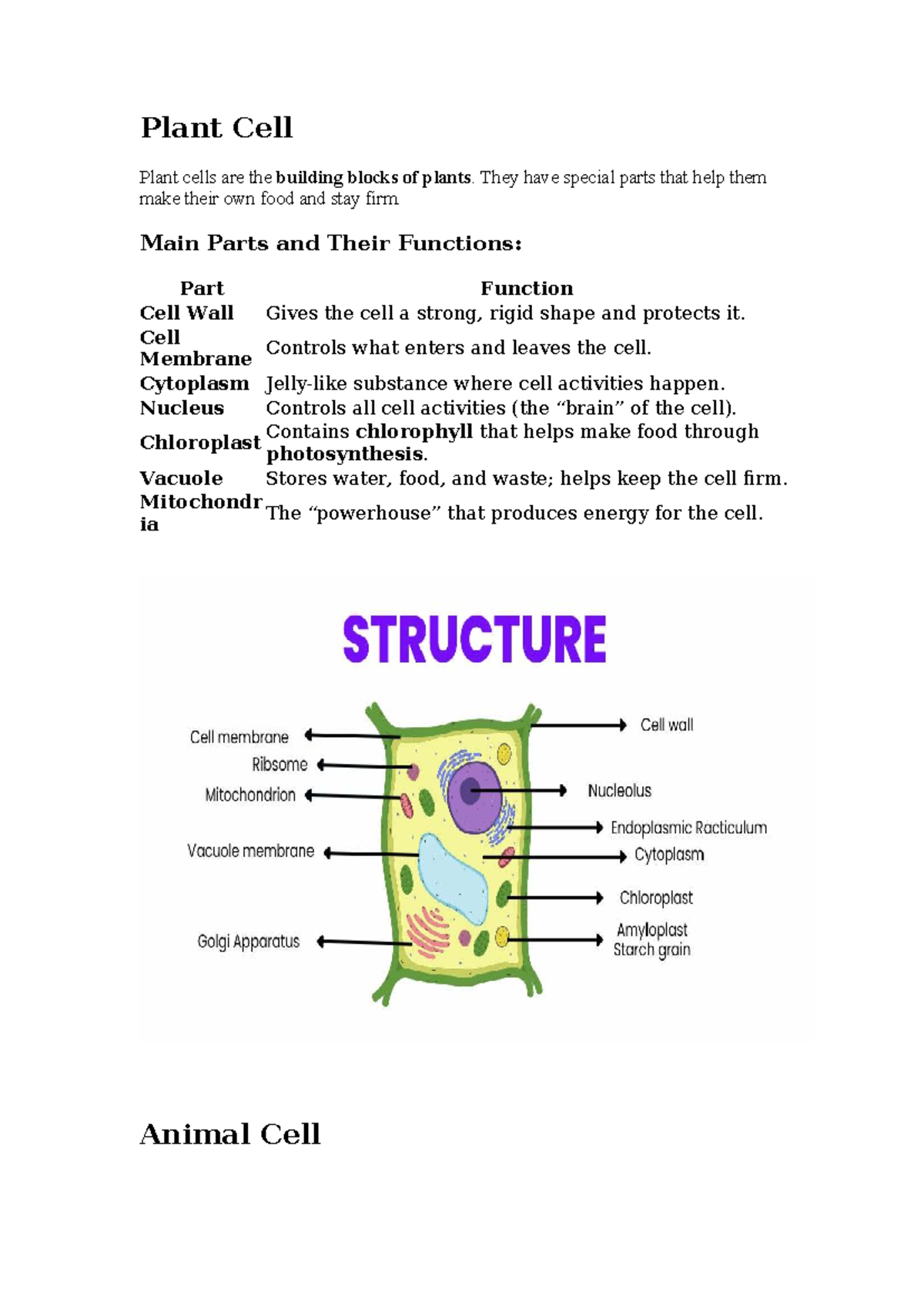 Plant and Animal Cell Structure and Functions - BIO101 - Studocu