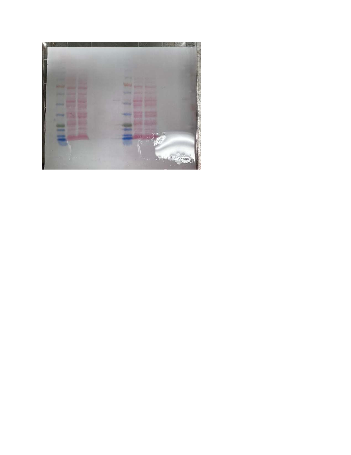 BIOC*3570 Figure - Paper needed - BIOC 2580 - THE 2018 UTINE 0816 1111 ...