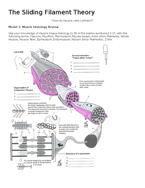 8 Synovial joints Pogil - Types Examples Structure Movement Hinge ...