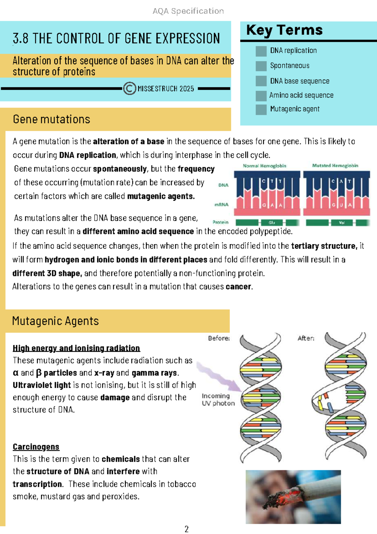 AQA 3.8 Gene Expression: Key Terms & Mutations Overview 2025 - Studocu