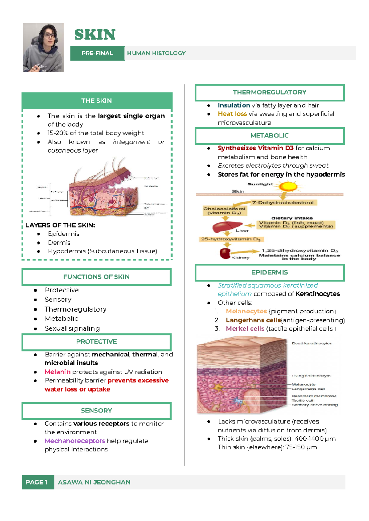 SKIN HUMAN HISTOLOGY: THERMOREGULATORY FUNCTIONS & LAYERS - Studocu