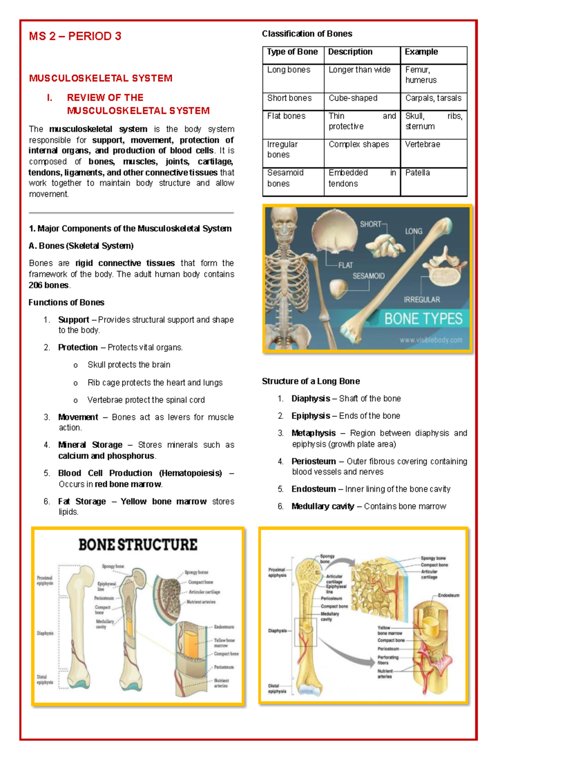 MS 2 PERIOD 3 MUSCULOSKELETAL SYSTEM I. STUDY GUIDE - Studocu