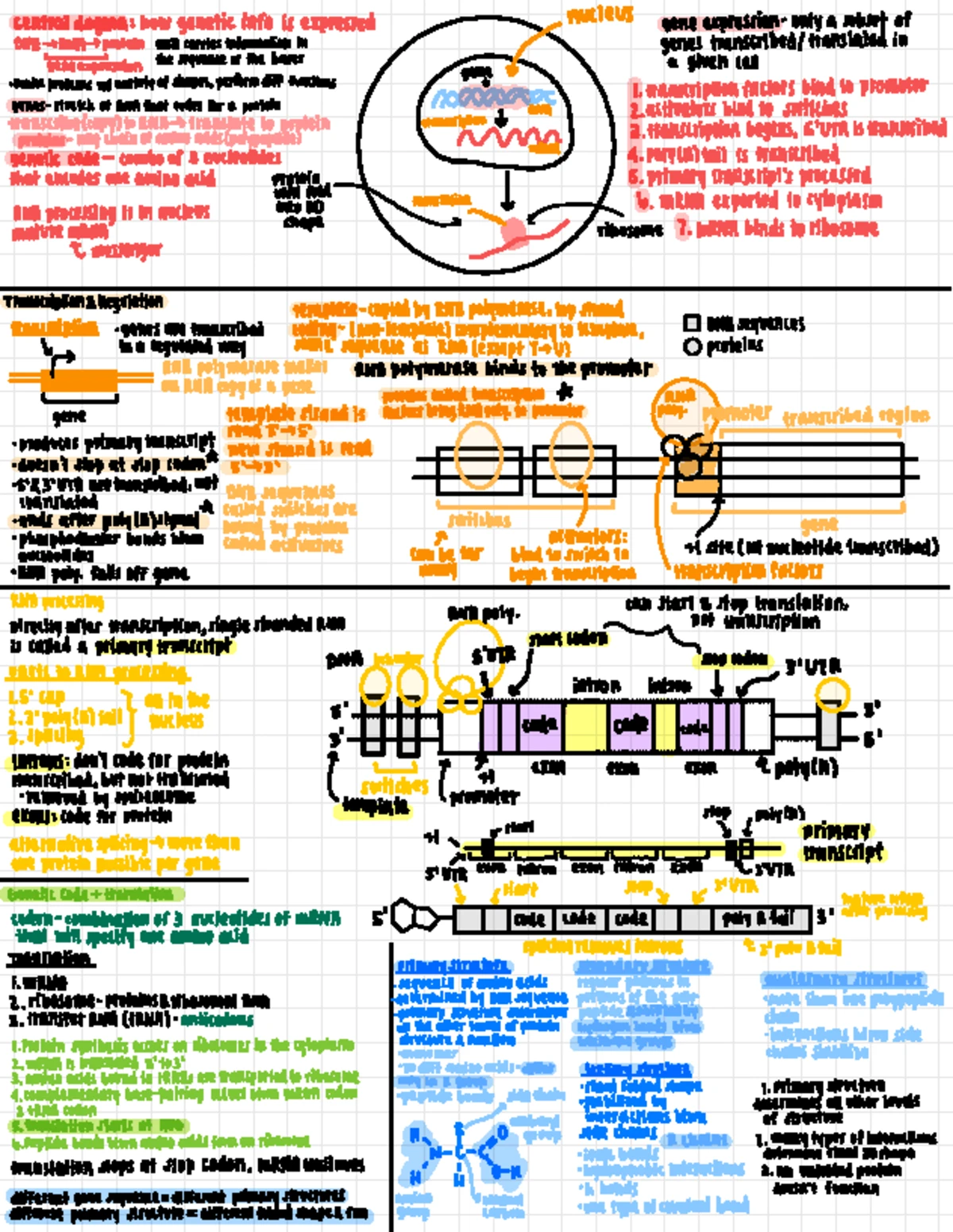 Bio 148 Exam 2 Study Guide: Central Dogma & Gene Expression - Studocu