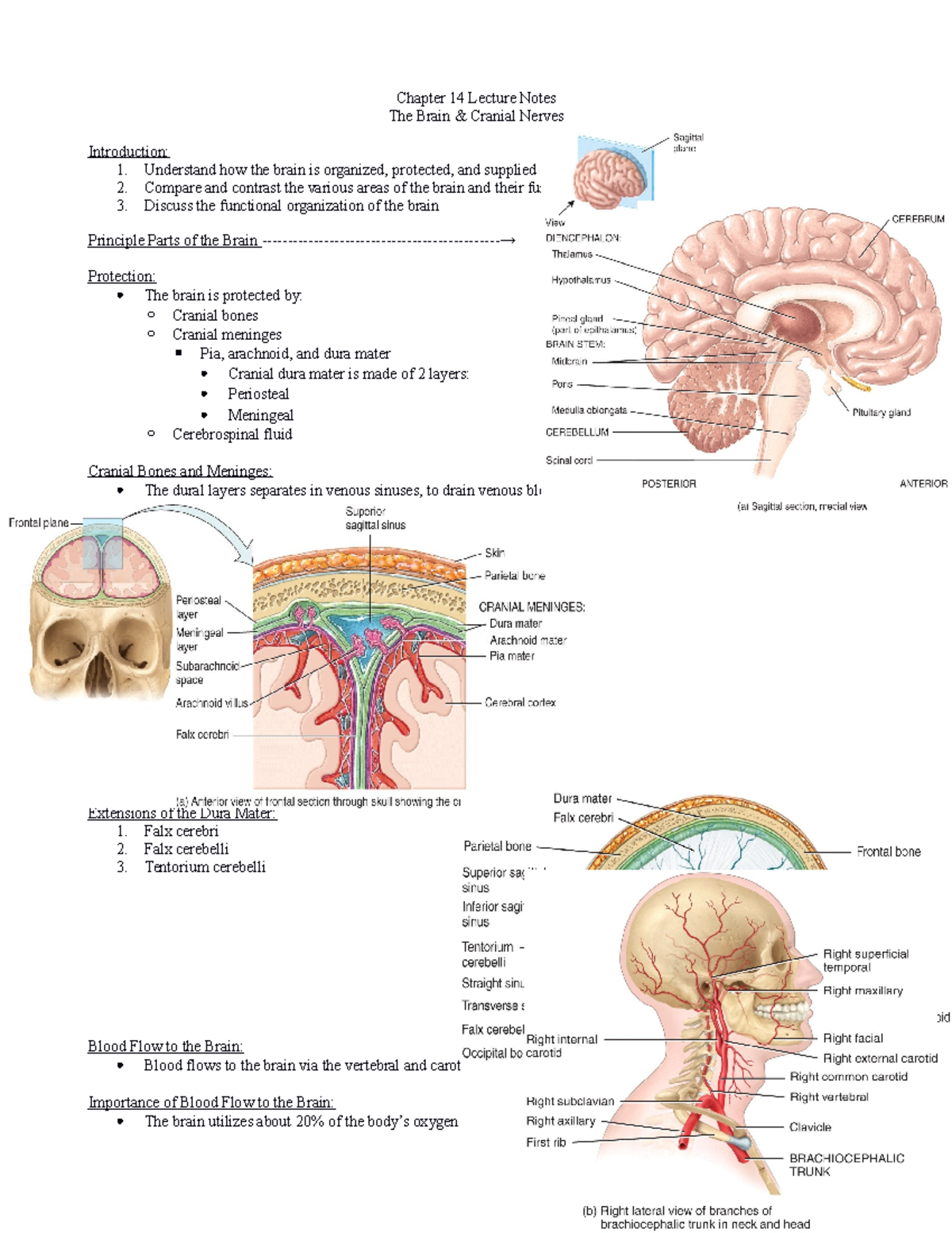 Chapter 14 Lecture Notes: Brain Functions and Cranial Nerves Overview ...