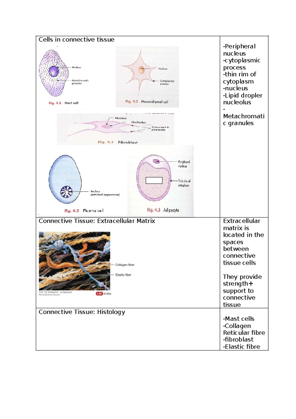 Connective Tissue - /seflhalsfkahfiwh/wh/l`e - Cells in connective ...