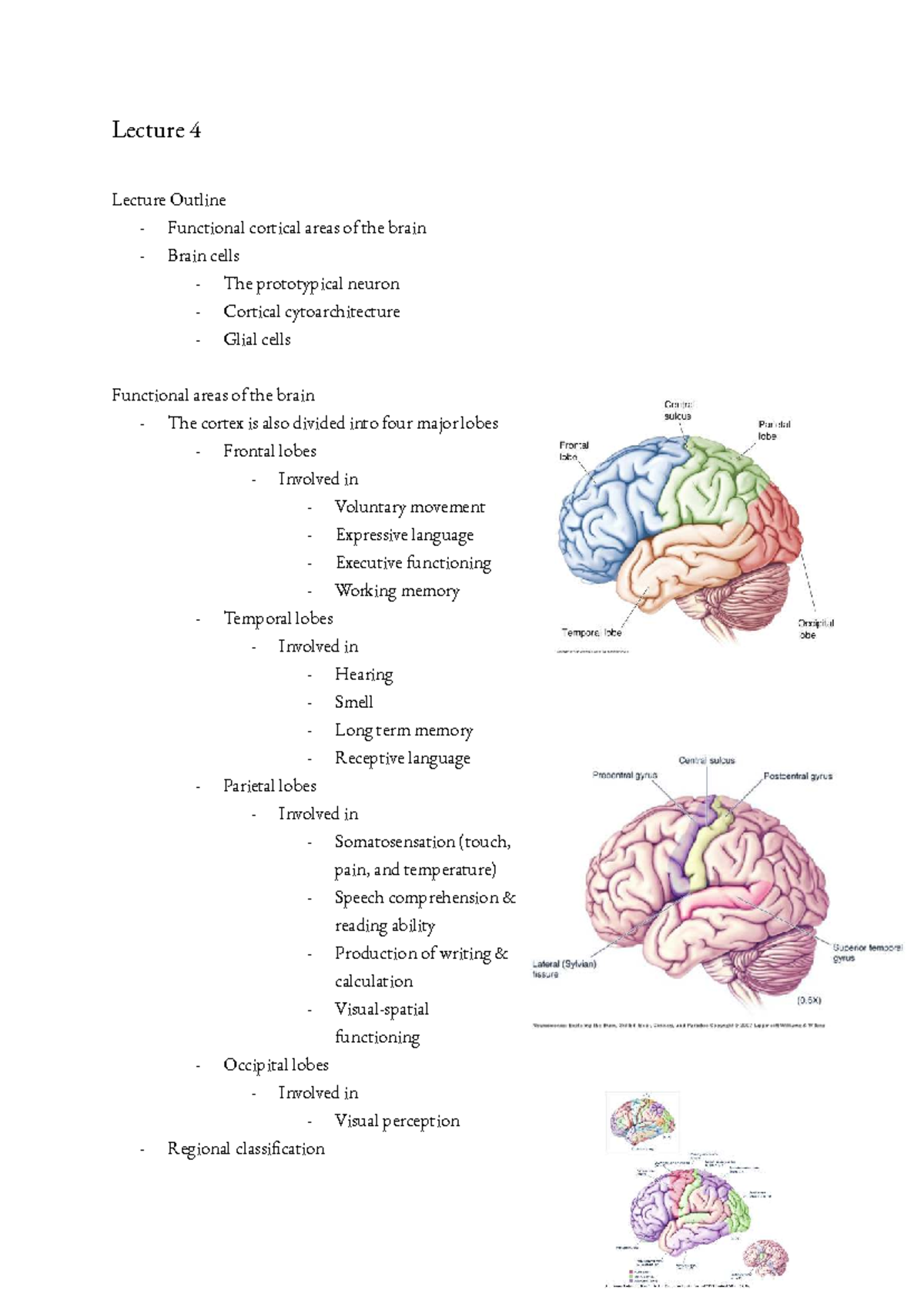 Neuroanatomy Lecture 4 Notes: Cortical Areas and Neuron Structure - Studocu