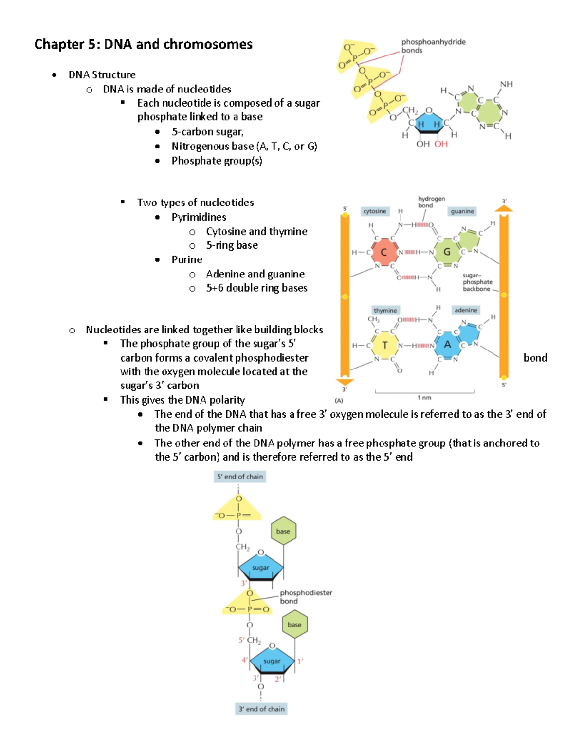 Bio230M Exam 2 Study Guide: Key Concepts on DNA & RNA Functions ...