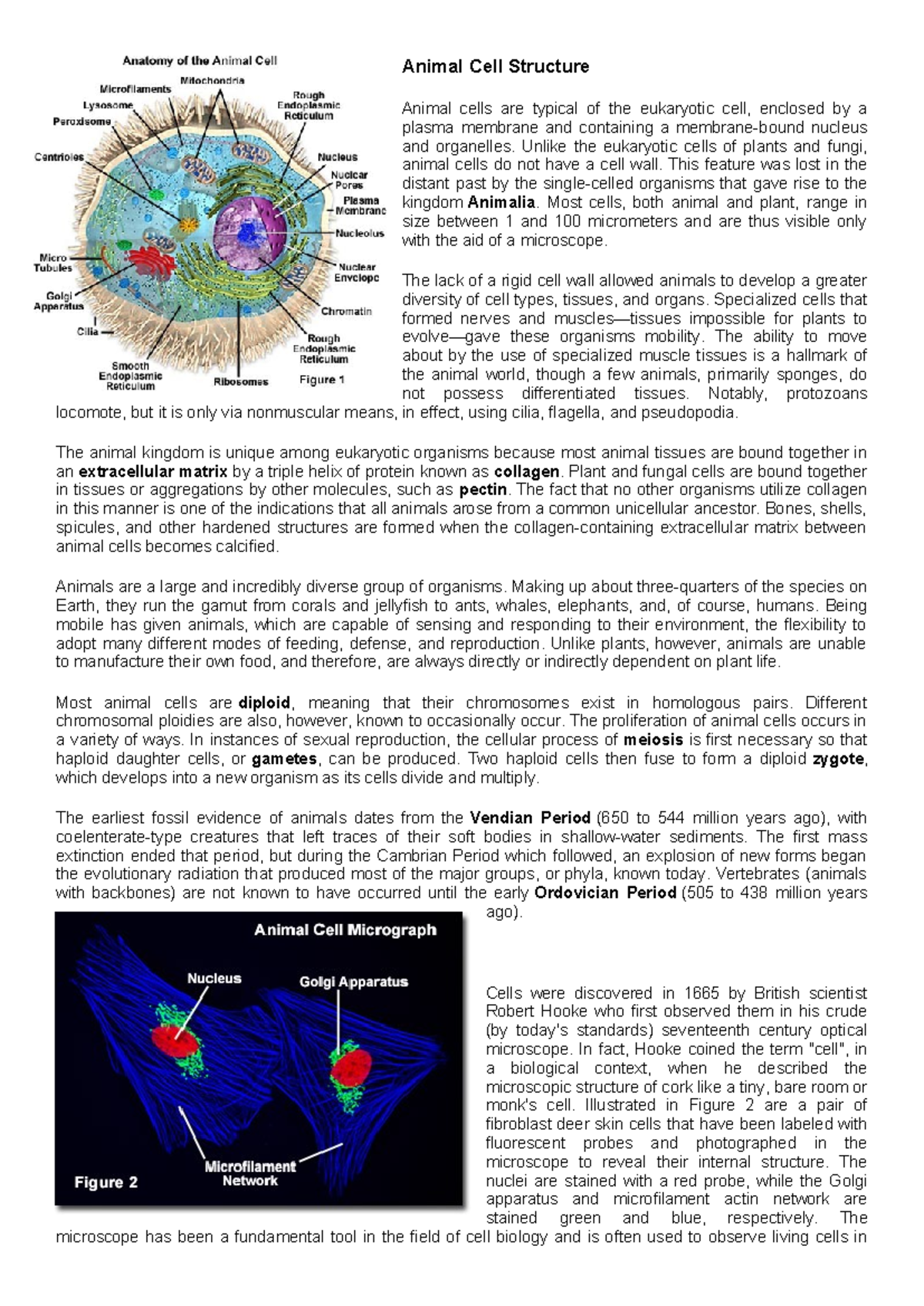 Animal Cell Structure - MODULE Overview and Key Features - Studocu