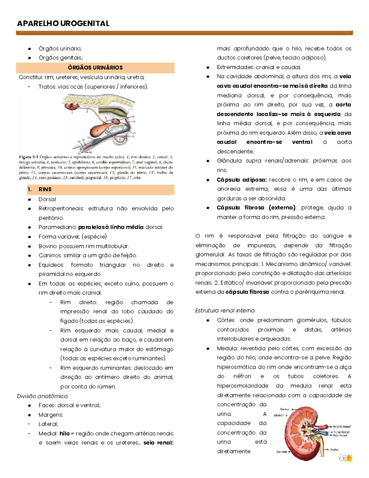 Anatomia do Trato Urogenital: Estruturas e Funções dos Rins - Studocu
