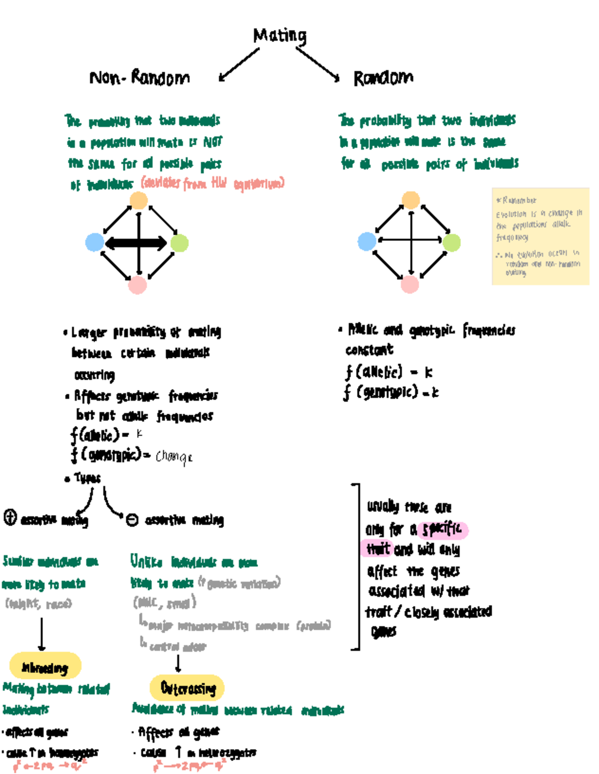 GTS Mating Summary: Probability and Patterns in Evolution - Studocu
