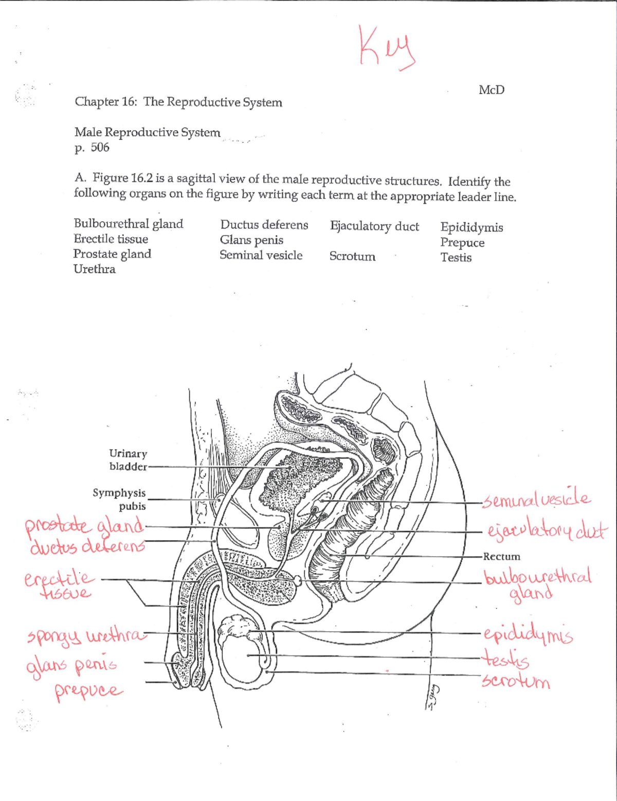 Male Reproductive Anatomy Quiz