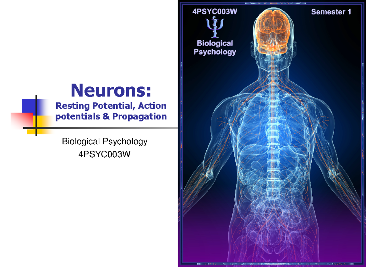 Lecture 1 Slides - Neurons - Neurons: Resting Potential ...
