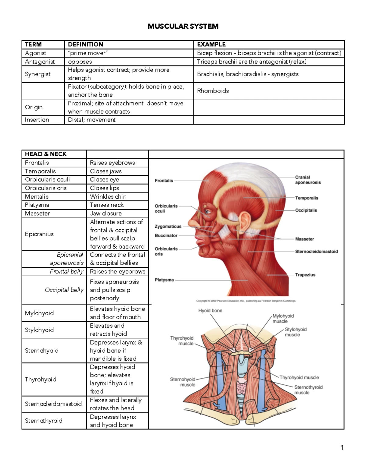 Ws 1 Answers - Study Guide - Studocu