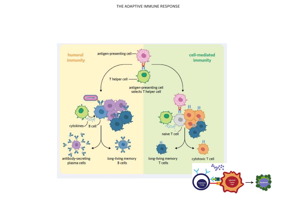 THE Adaptive Immune Response - humoral cell immunity immunity T helper ...