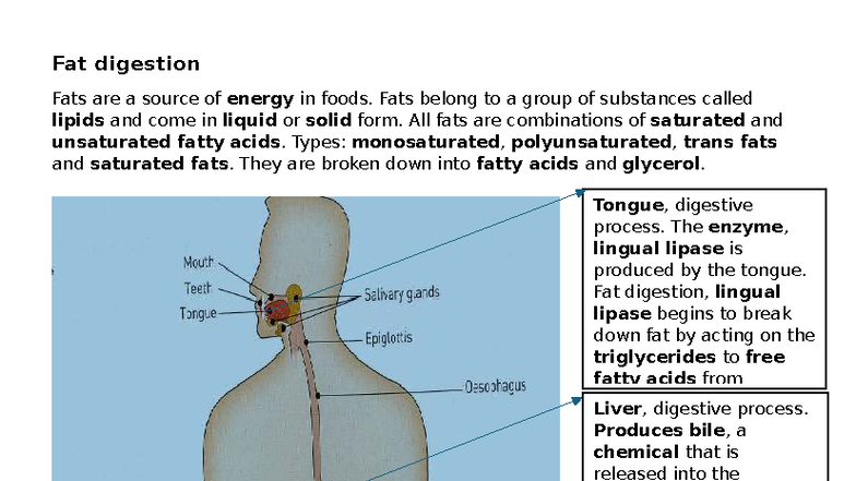 12FST Visual Guide to Fat Digestion and Enzymatic Processes - Studocu