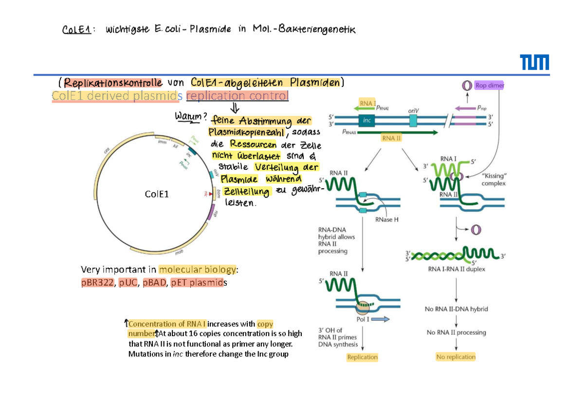 Molekulare Bakteriengenetik V4 Teil 3: ColE1 Plasmid Replication ...