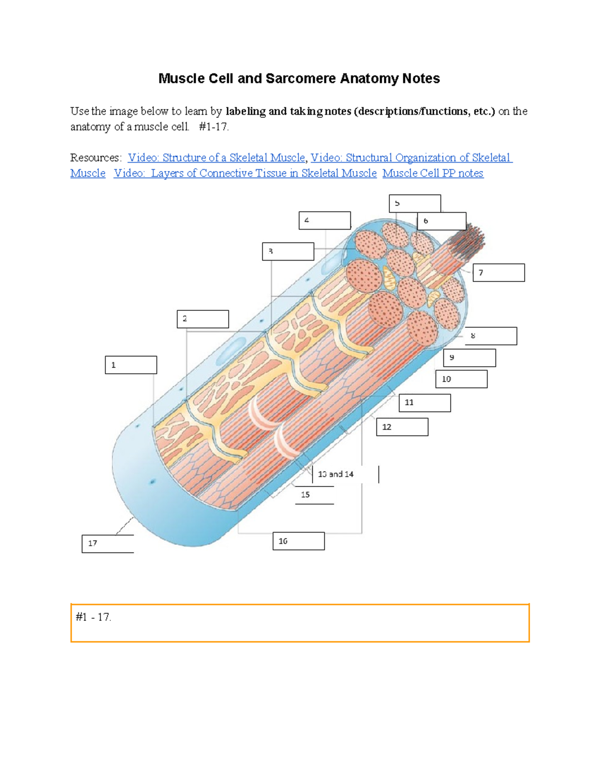Muscle Cell Anatomy Labeled