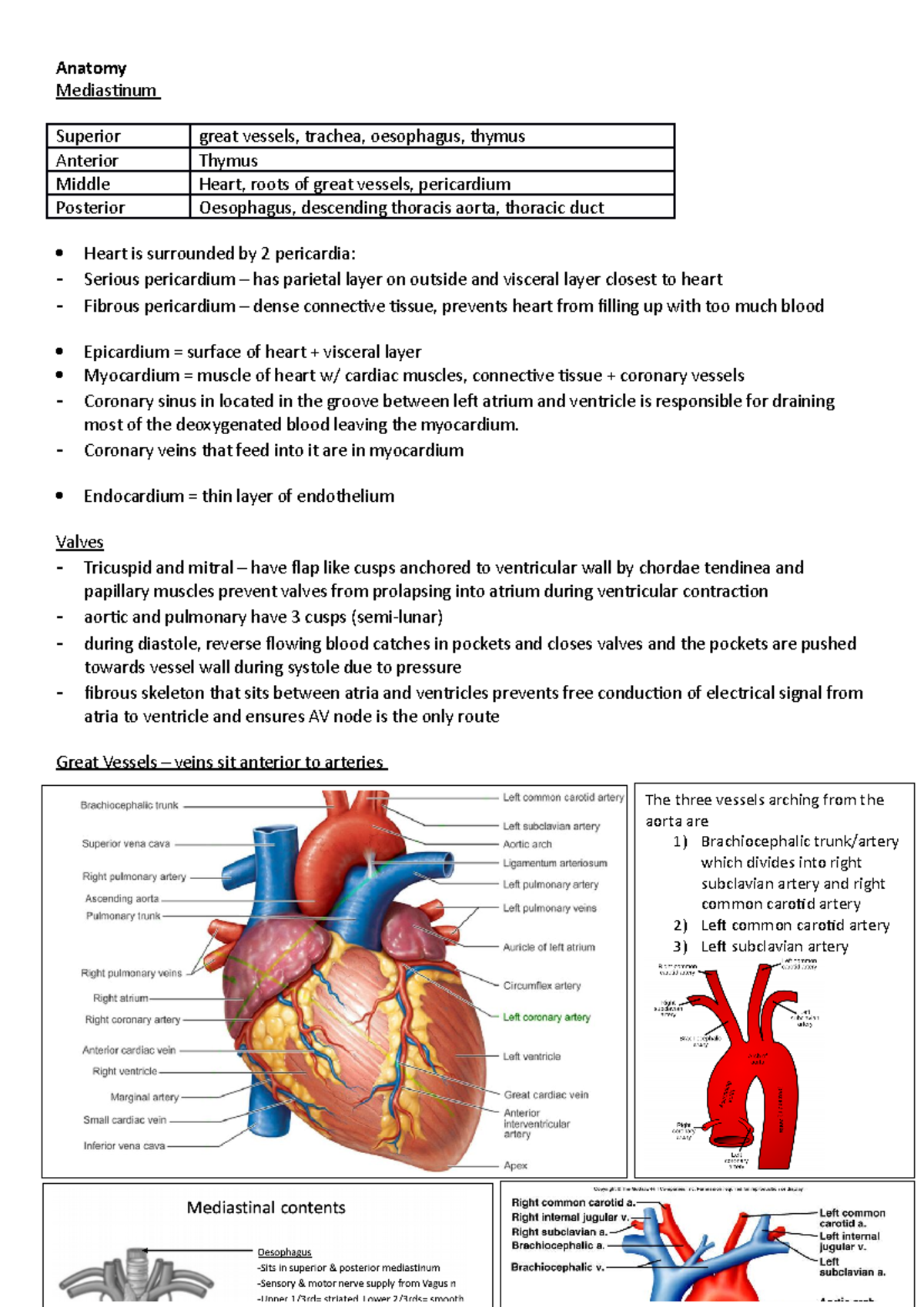 CVS - Heart Anatomy, Defects, and Mechanical Function Overview - Studocu