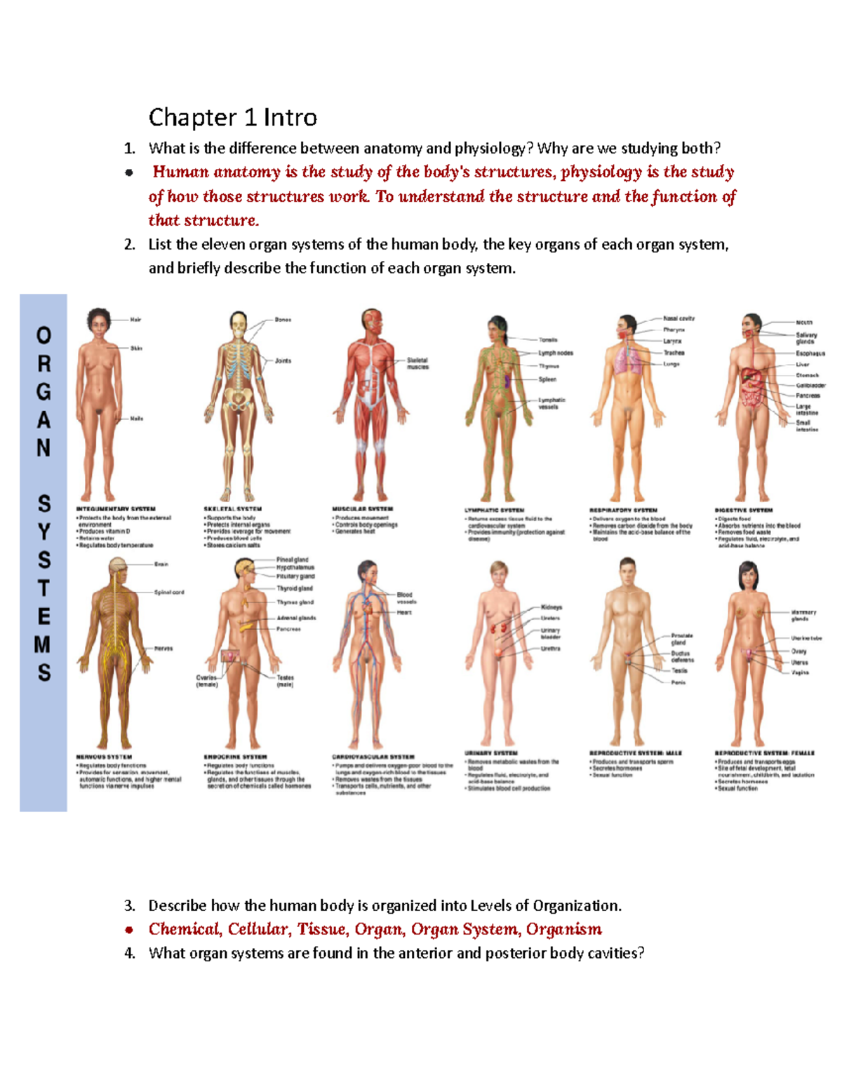 Unit 1 Study Questions: Anatomy and Physiology Overview - Studocu