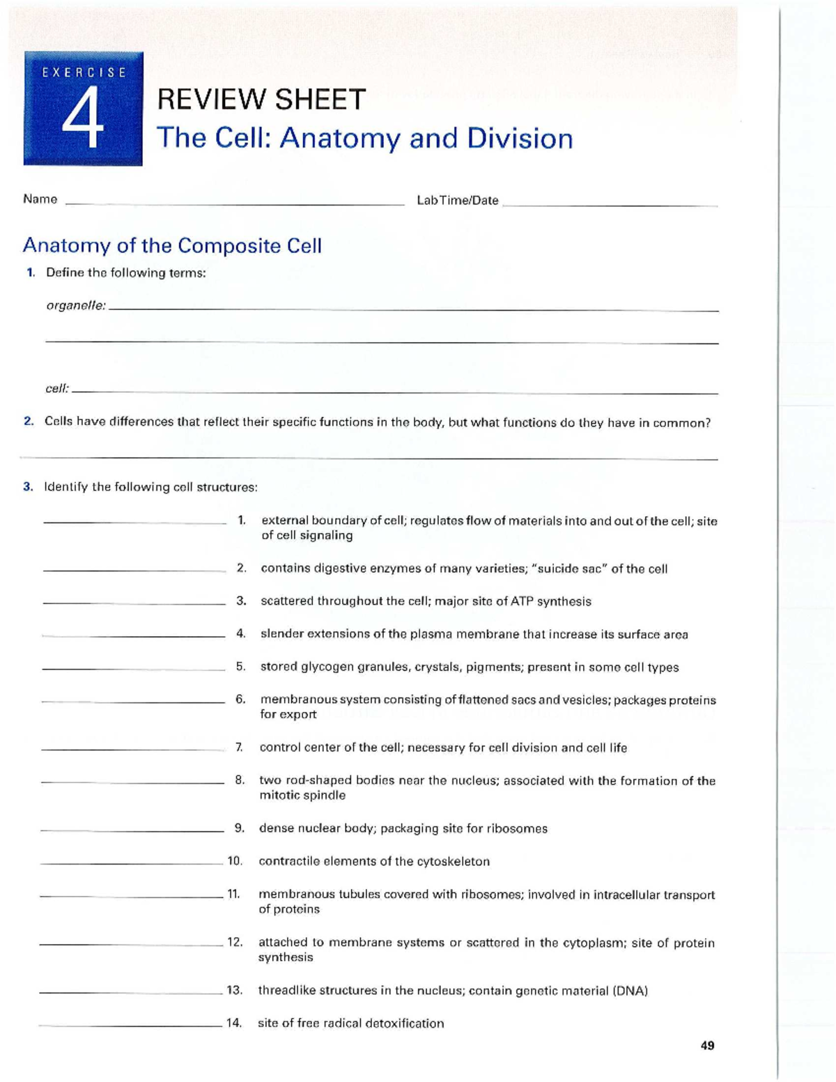 EX4 Cell Anatomy & Division Worksheet: Key Terms & Concepts Review ...