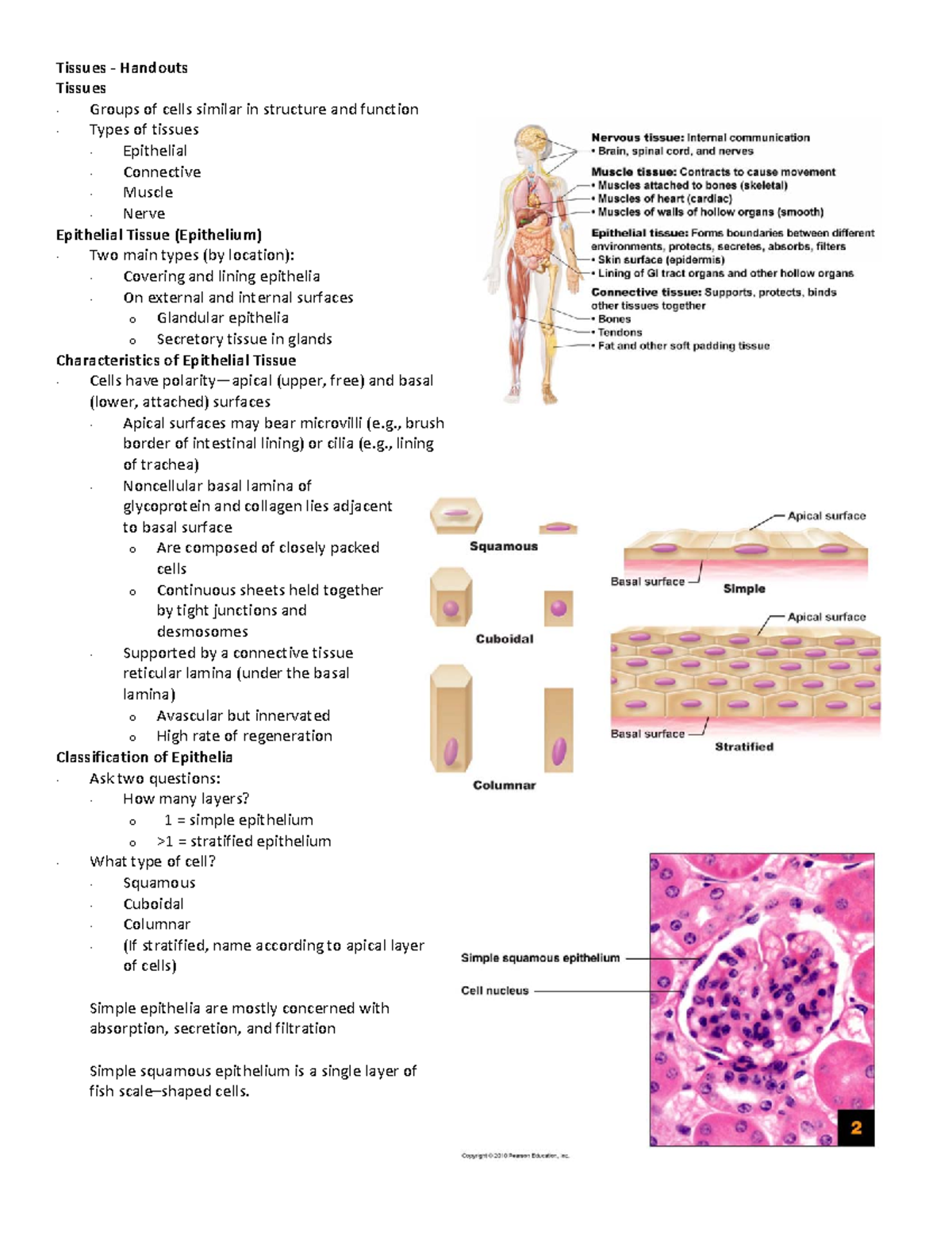 Anatomy & Physiology: Tissues Overview for Final Exam Review - Studocu
