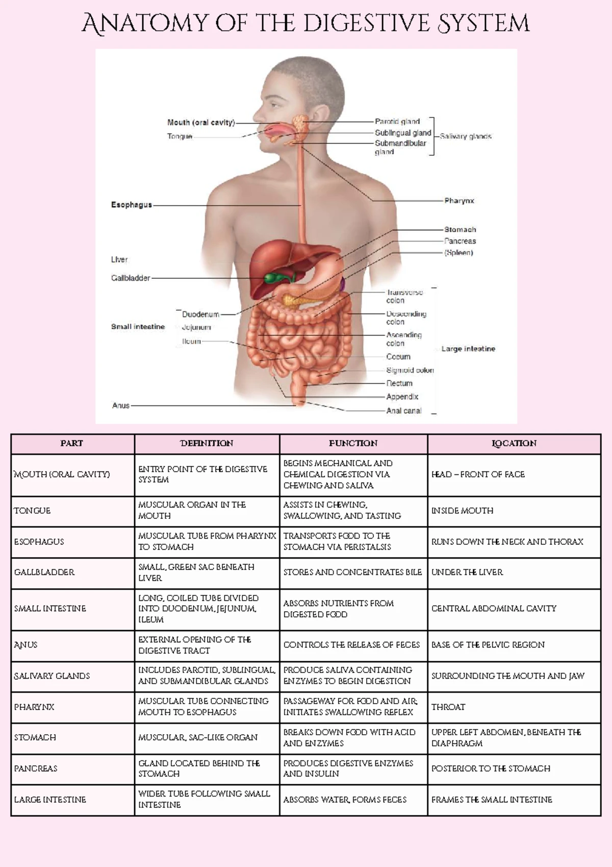 Cells and tissues glossary for SNUG111 module two - Studocu