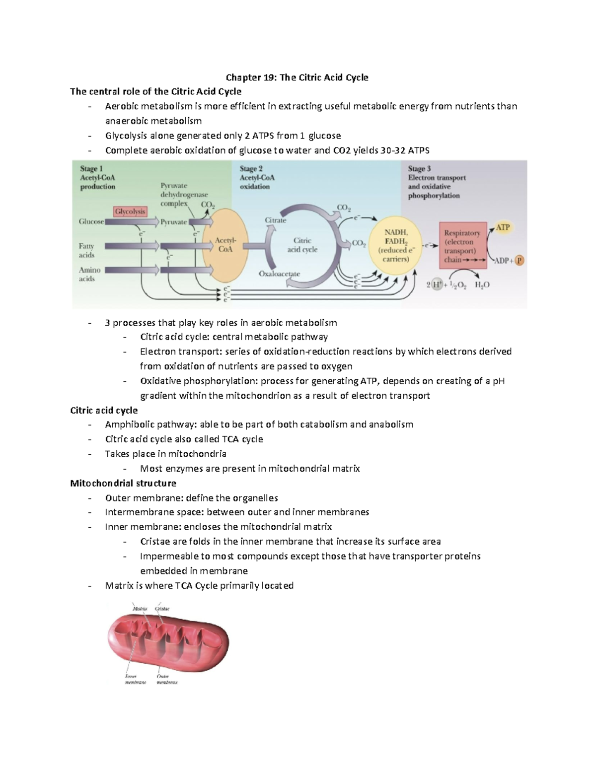 Chapter 19: The Role of the Citric Acid Cycle in Metabolism - Studocu