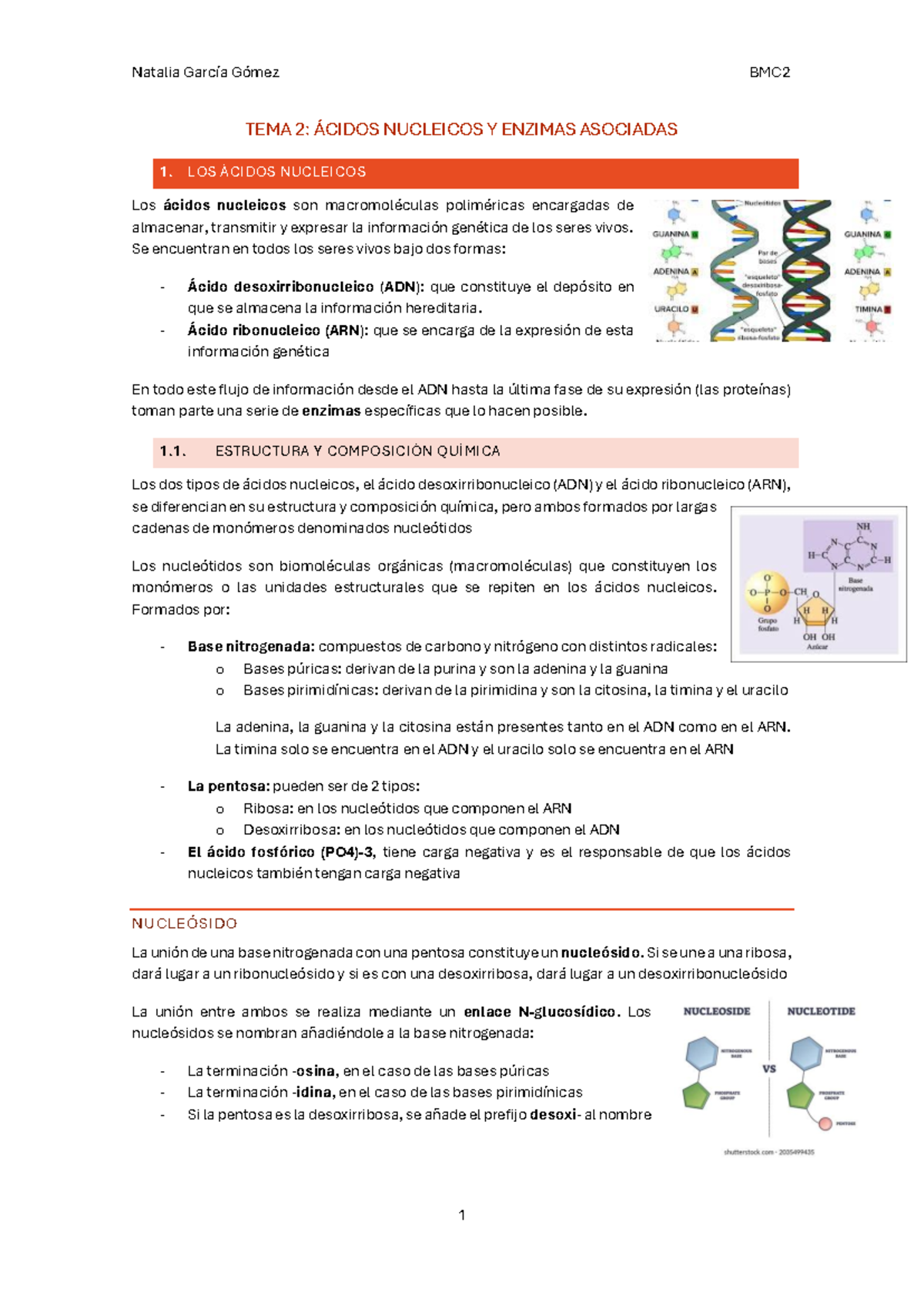 tema 2: el adn y arn - TEMA 2: ÁCIDOS NUCLEICOS Y ENZIMAS ASOCIADAS LOS ...