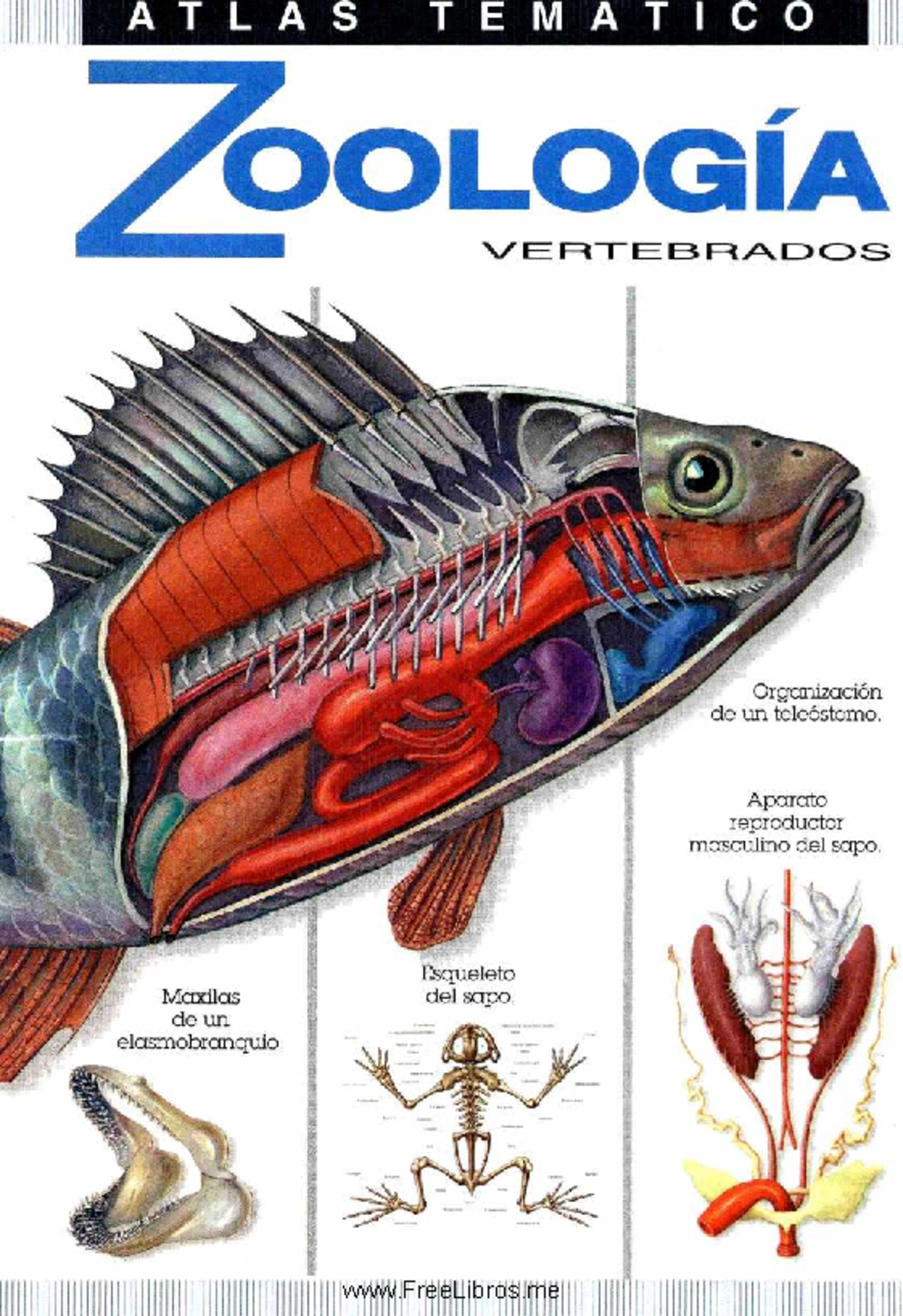 Los Peces 2 | PDF | Vertebrados Acuáticos | Pescado, image size:1200x1748