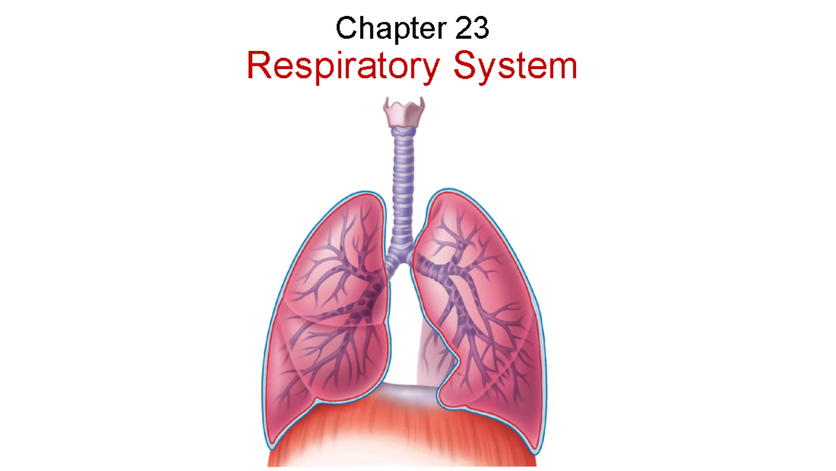13 - Respiratory System - Gas Exchange and O2 Transport - Chapter 23 ...