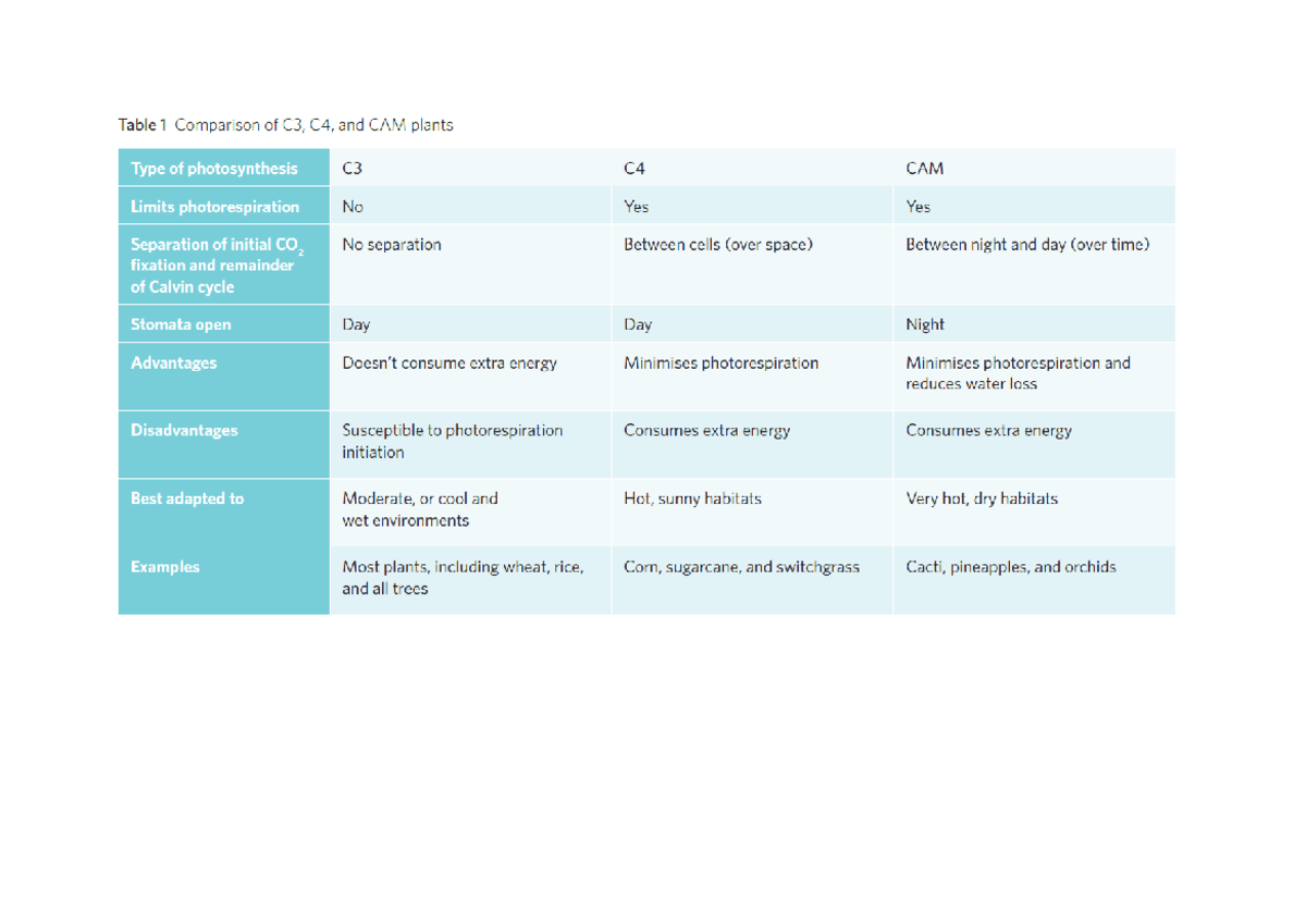 C3, C4, CAM Plants: Photosynthesis Comparison Summary - Studocu