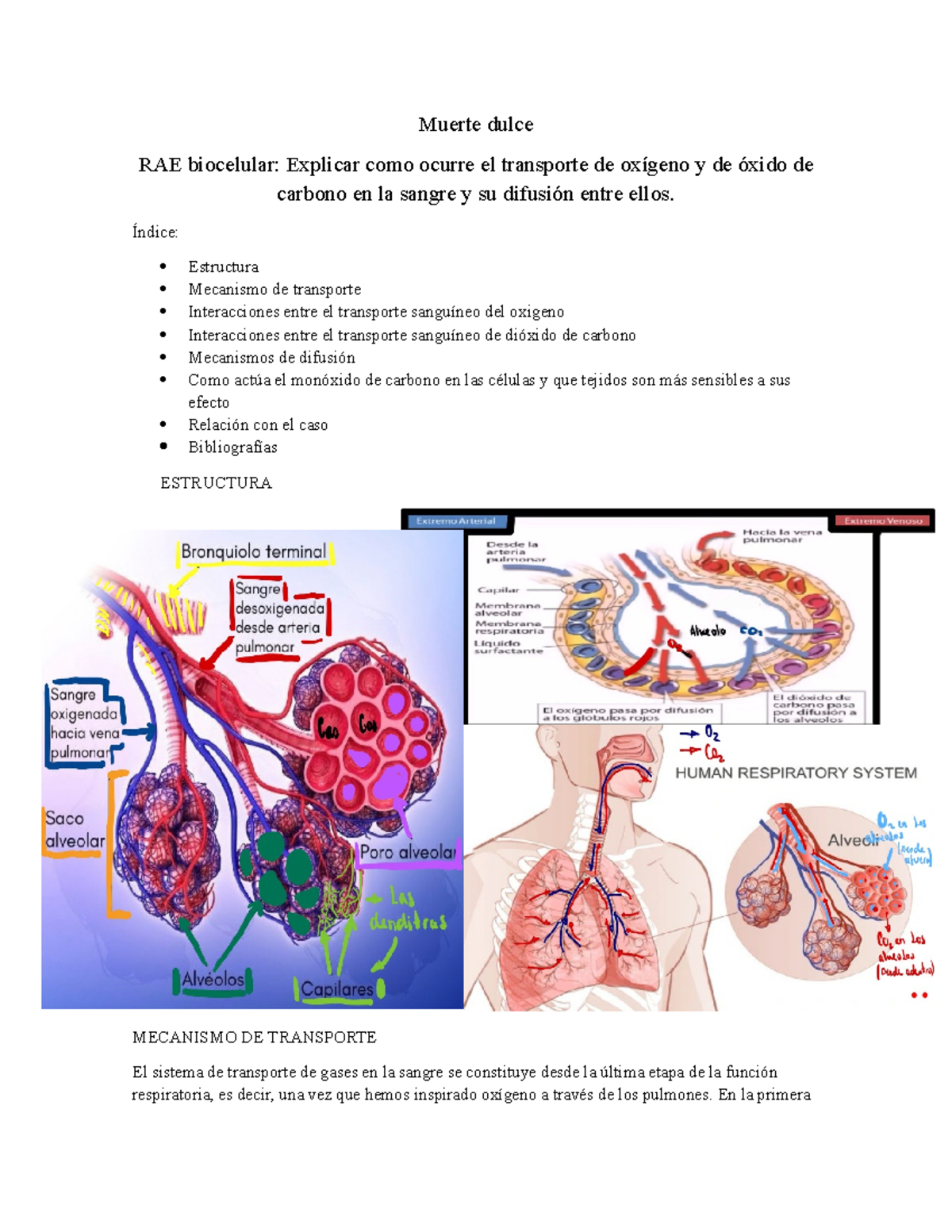 RAE Biocelular: Transporte de O2 y CO2 en Sangre y sus Mecanismos - Studocu