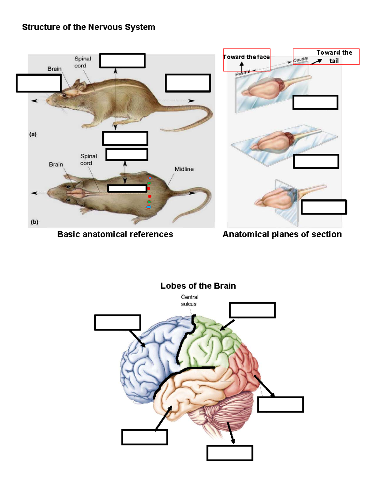 Diagrams and Notes for Exam 2: Structure of the Nervous System - Studocu