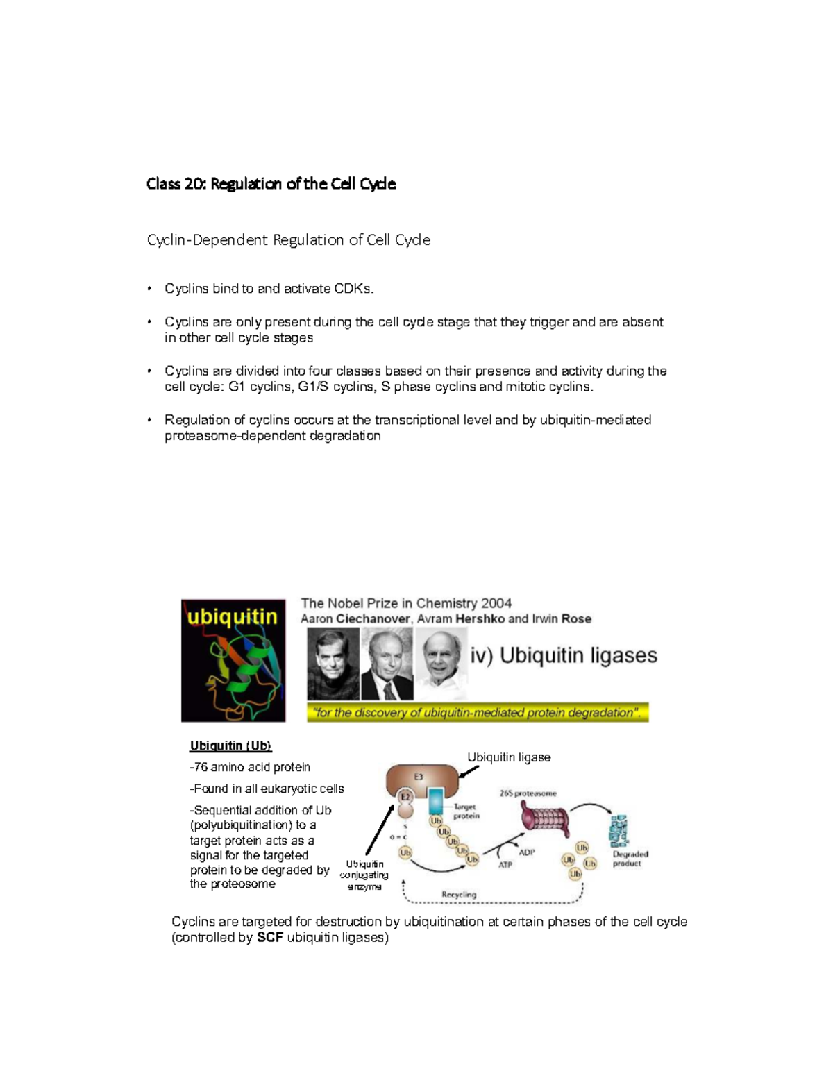 Class 20: Regulation of the Cell Cycle and Cyclin Activity - Studocu