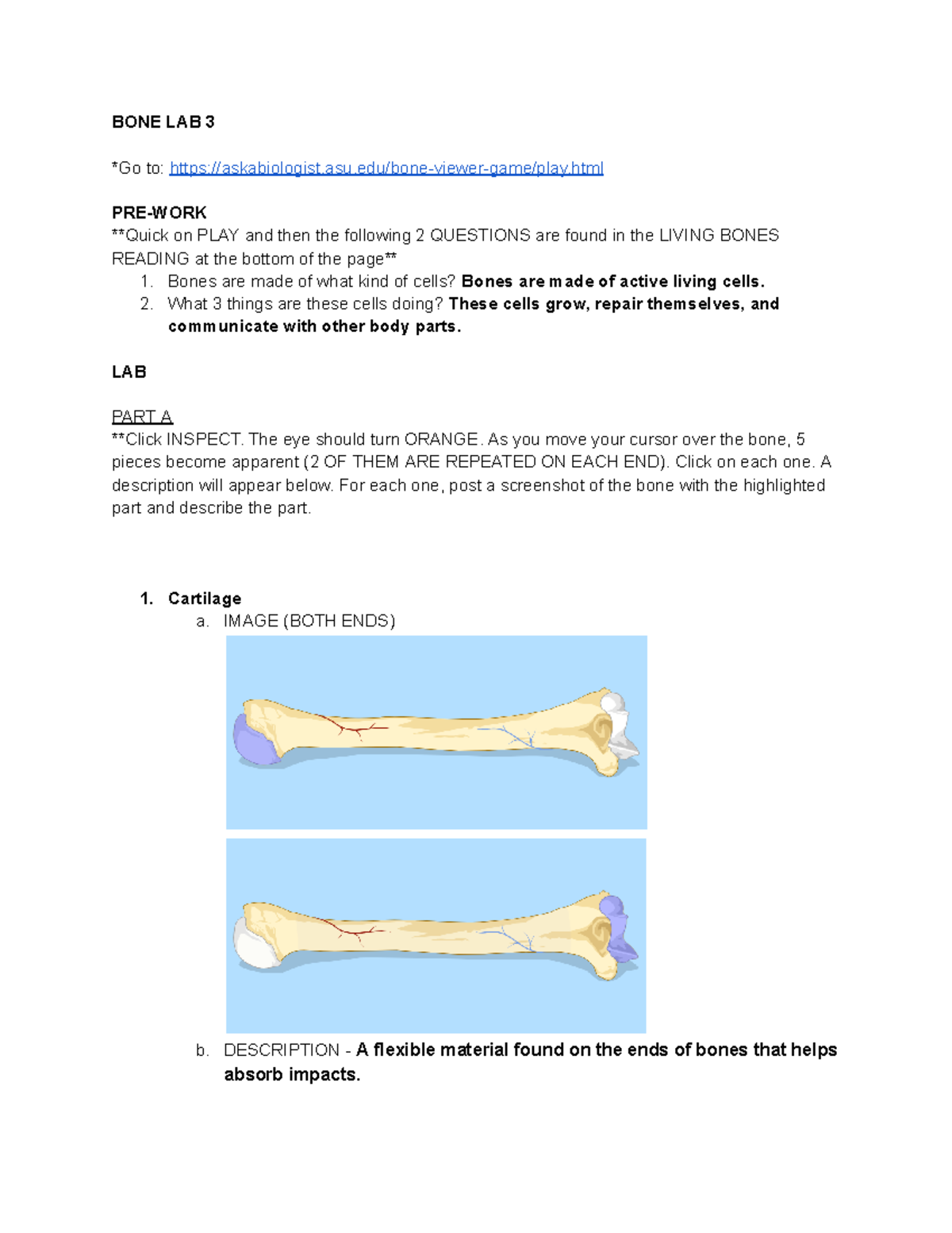 Bone Lab 3: Exploring Living Bone Structures and Functions - Studocu