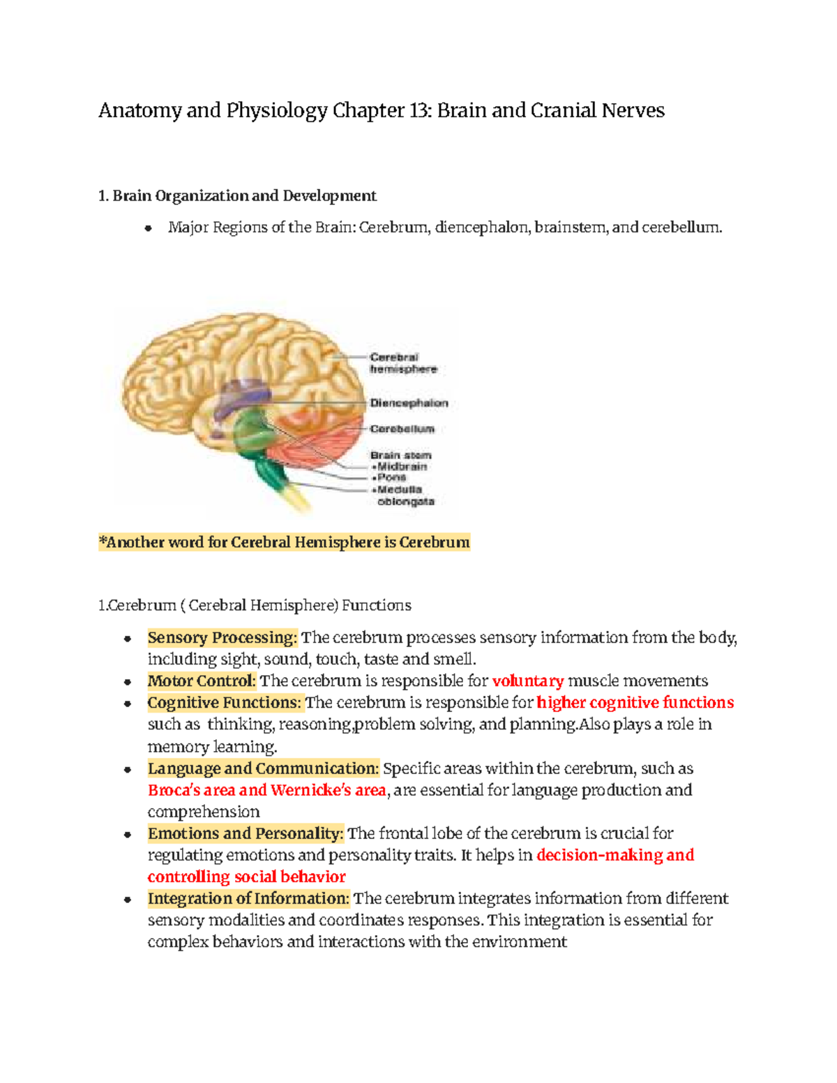 Anatomy & Physiology CH 13: Brain Structure & Cranial Nerves Notes ...