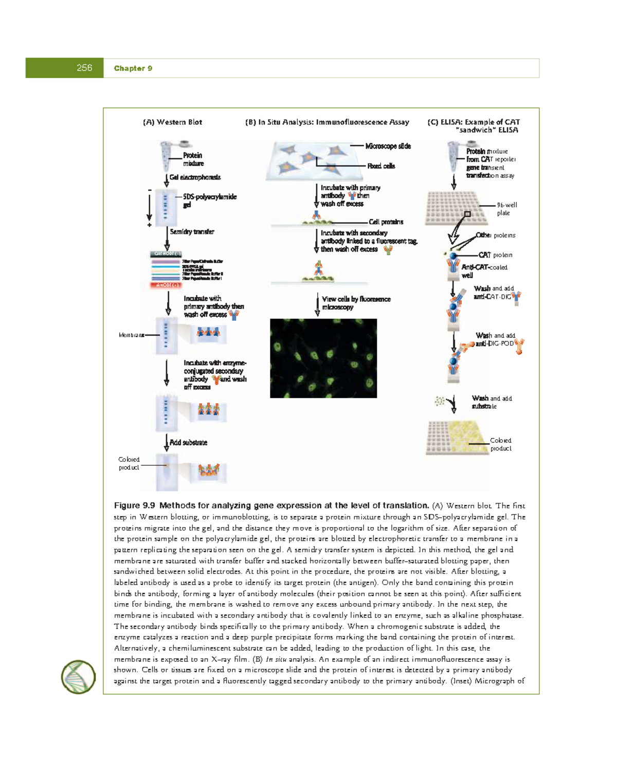 Fundamental Molecular Biology - Chapter 9: Analyzing Gene Expression ...