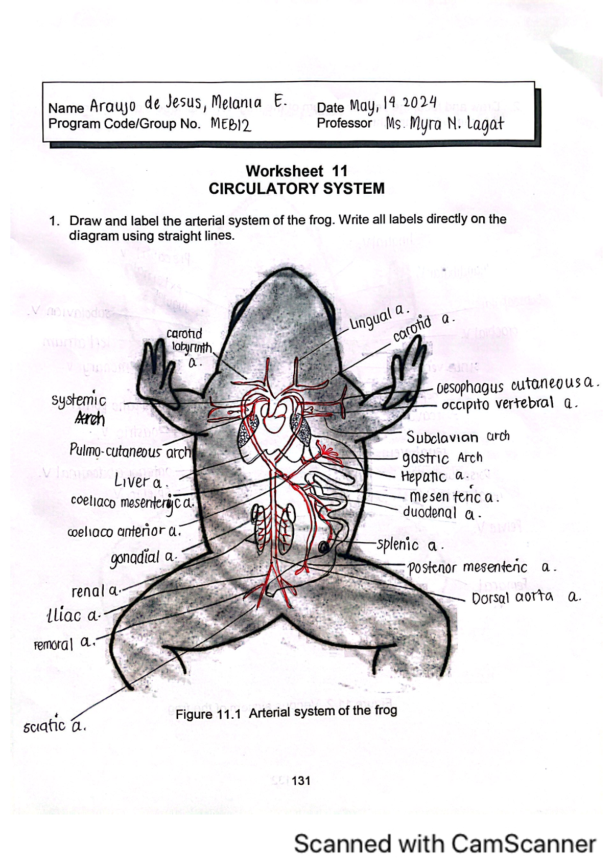Frog External Anatomy Labeling Diagram