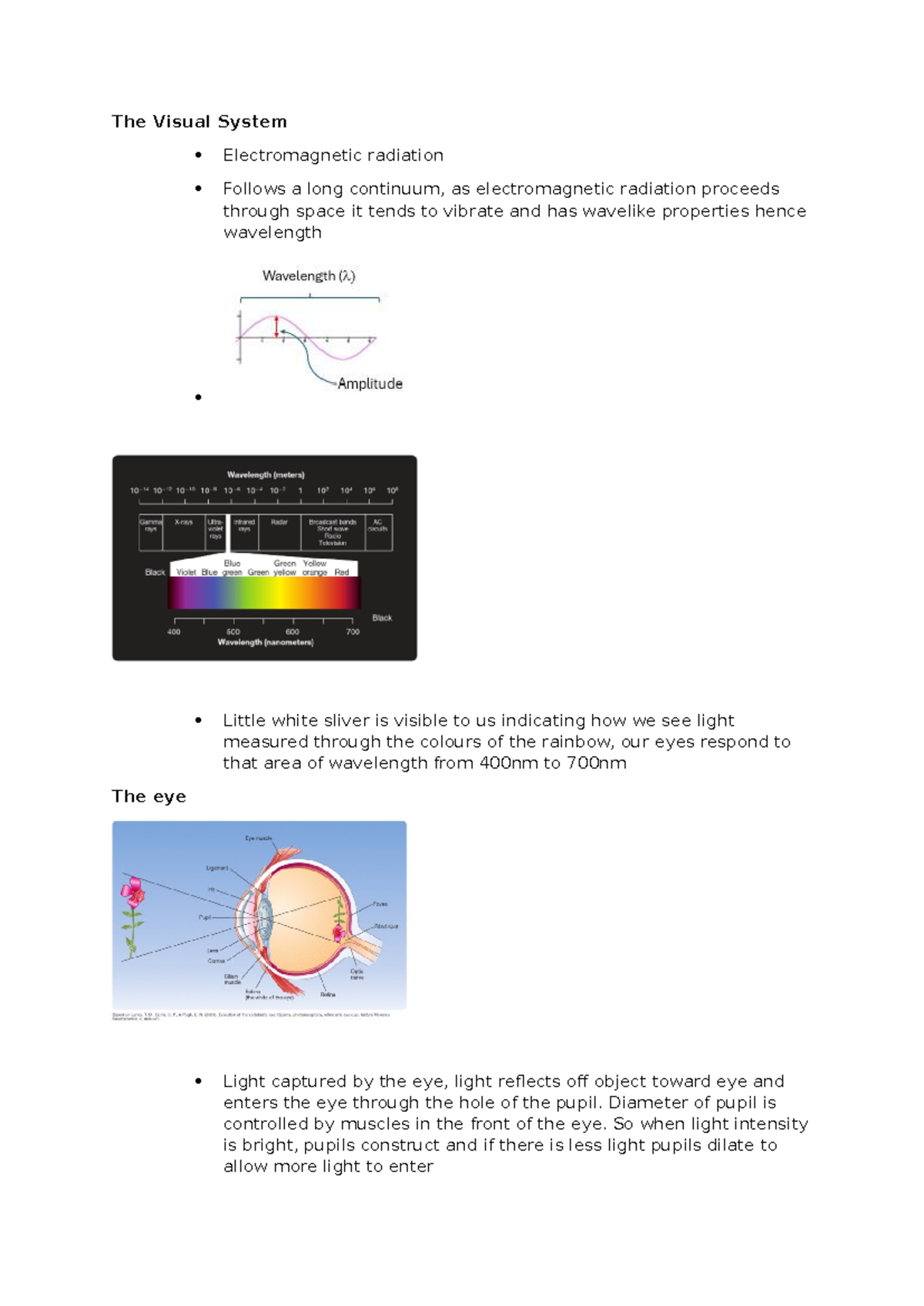 Visual System Overview: Electromagnetic Radiation & Perception (2020 ...