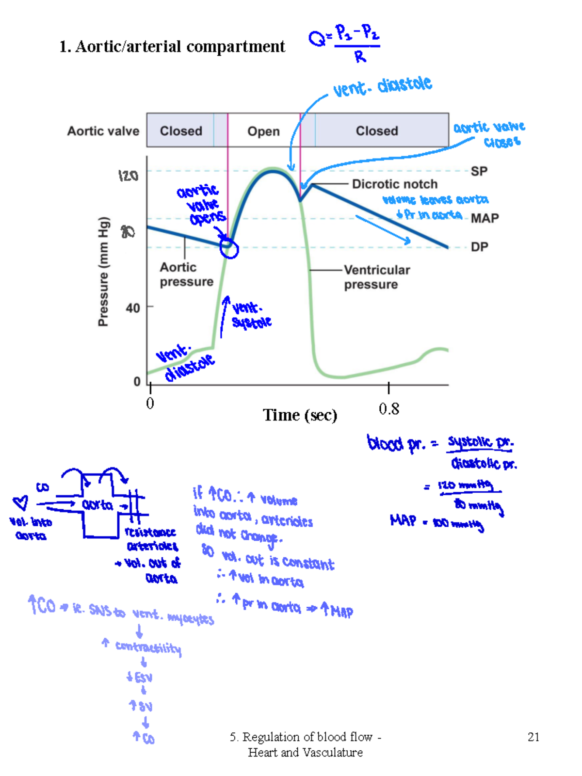 1. Blood flow - Heart And Vasculature - Regulation of blood flow - 21 ...
