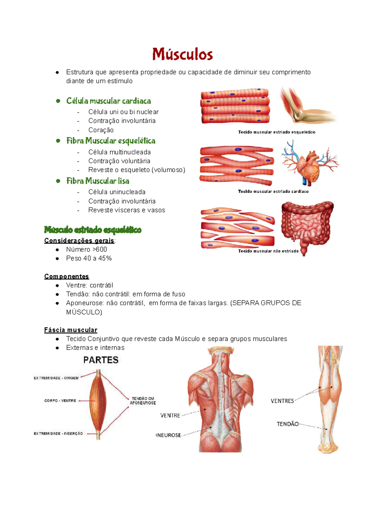 Estudo sobre os Músculos do Corpo Humano - Anatomia e Funções - Studocu