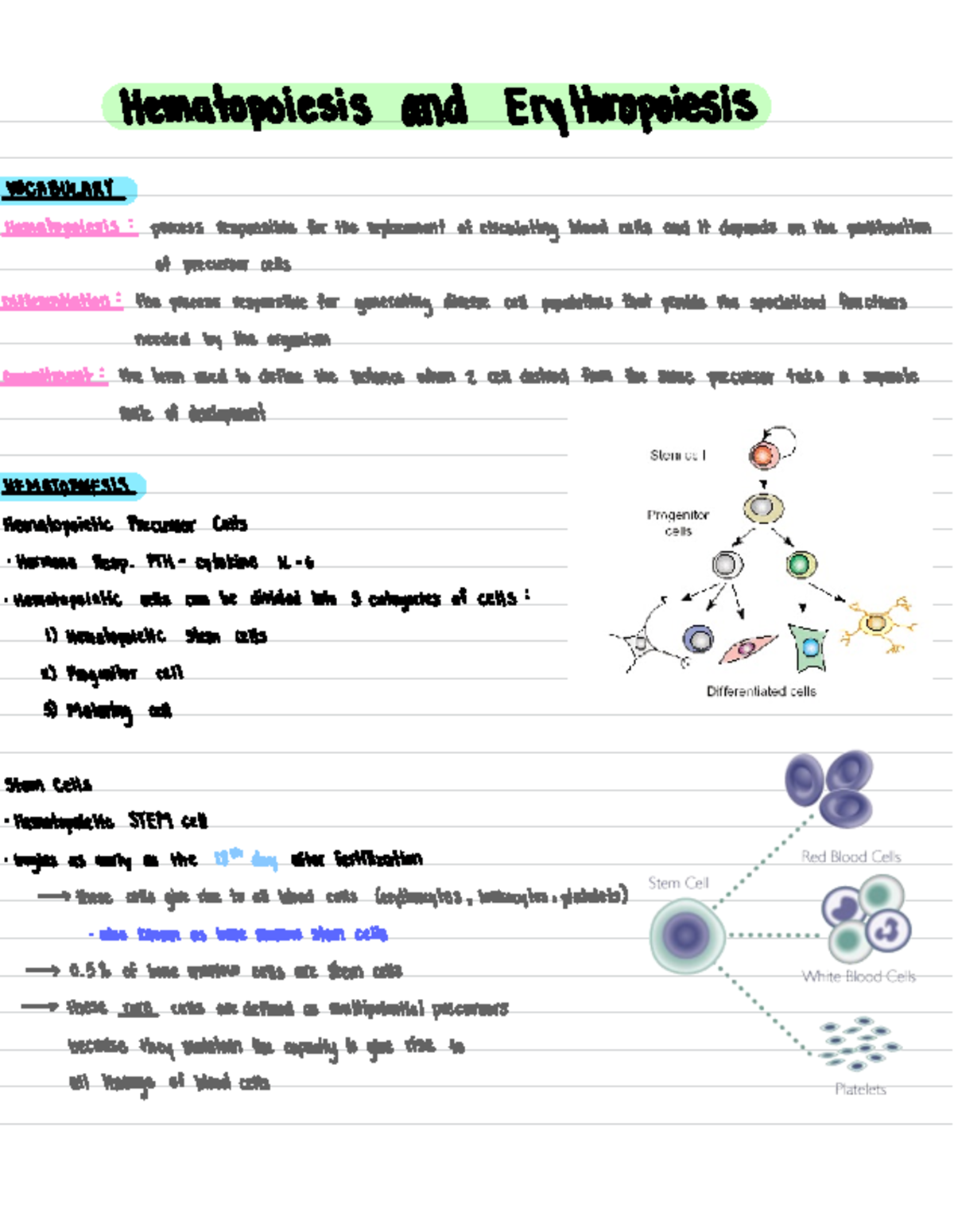 Hematopoiesis And Erythropoiesis - Hematopoiesis and Erythropoiesis ...