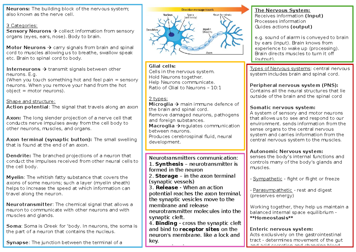 Neurons and the Nervous System: Key Concepts and Functions (PSY 101 ...