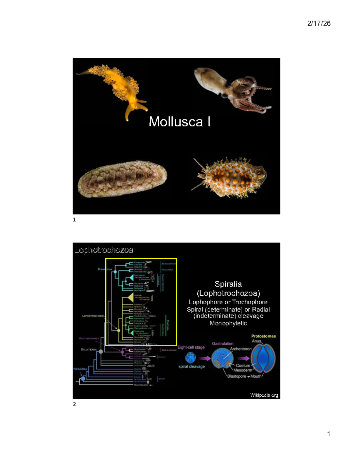 Mollusca I: Overview of Lophotrochozoa and Phylum Mollusca - Studocu