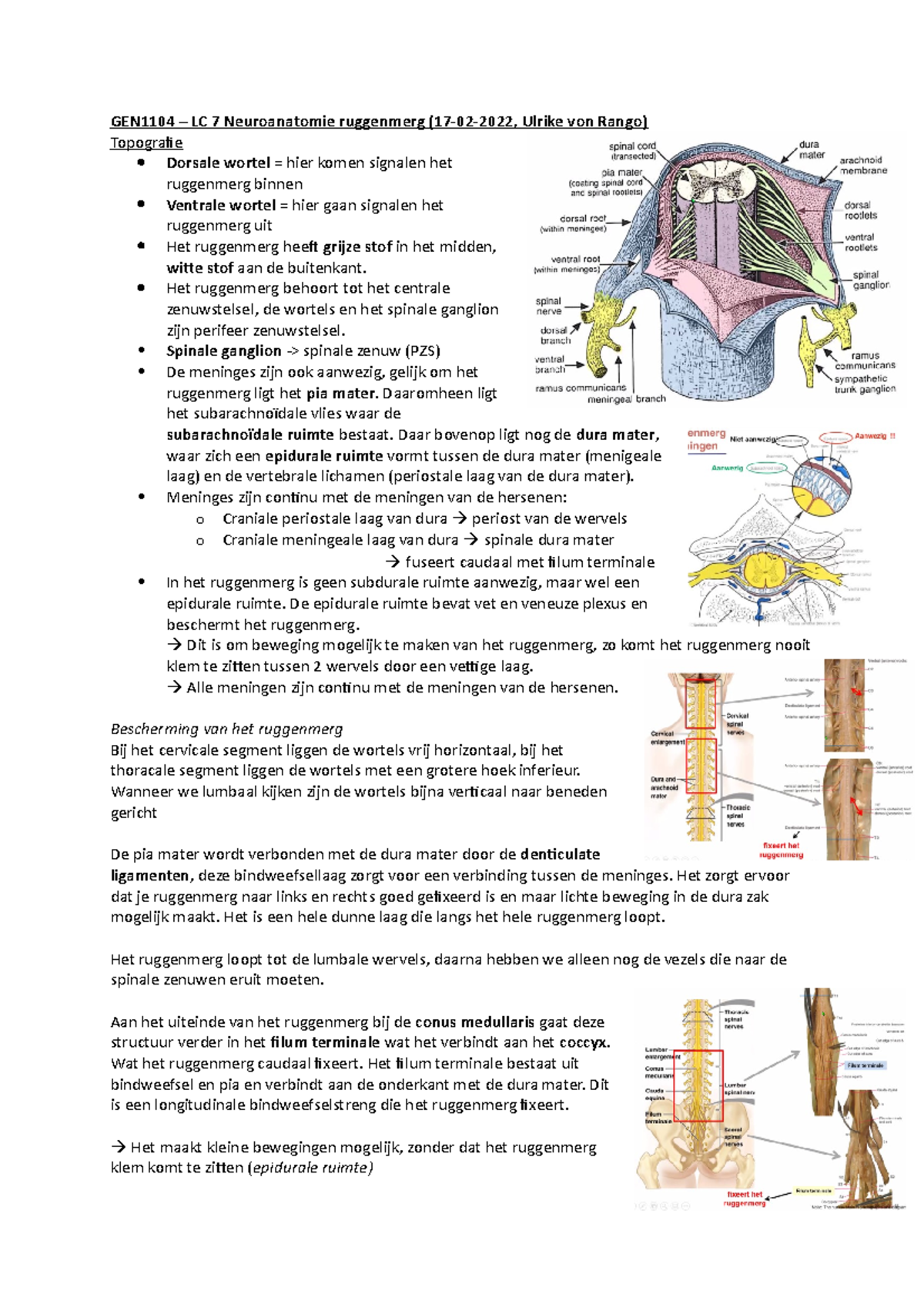 GEN1104 LC 7 Samenvatting over Neuroanatomie van het Ruggenmerg ...