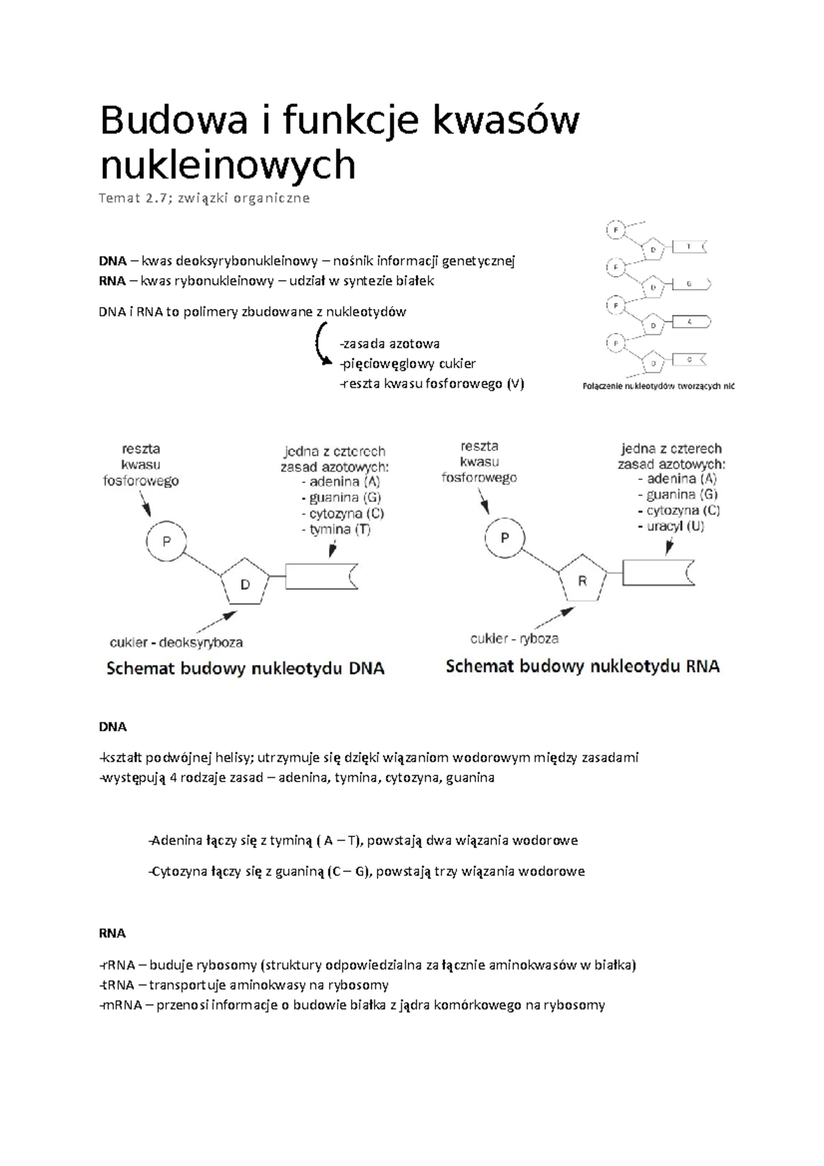 Kwasy Nukleinowe Geny I Genomy Sprawdzian Nowa Era www.studocu.com